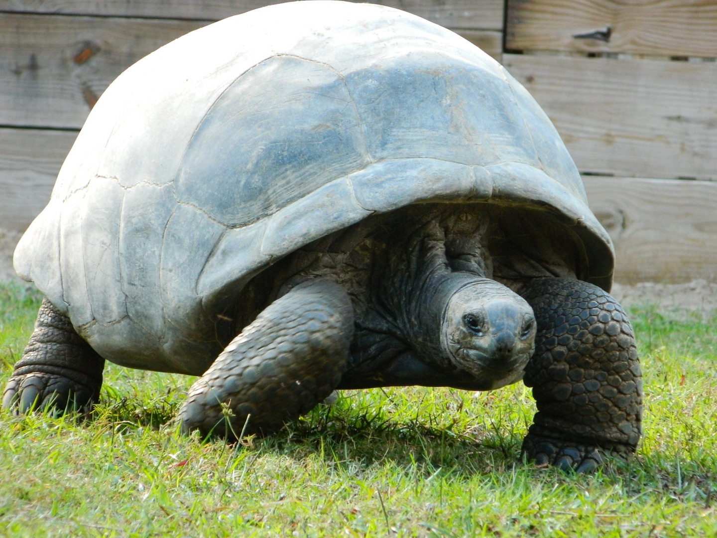 ALDABRA BREEDER