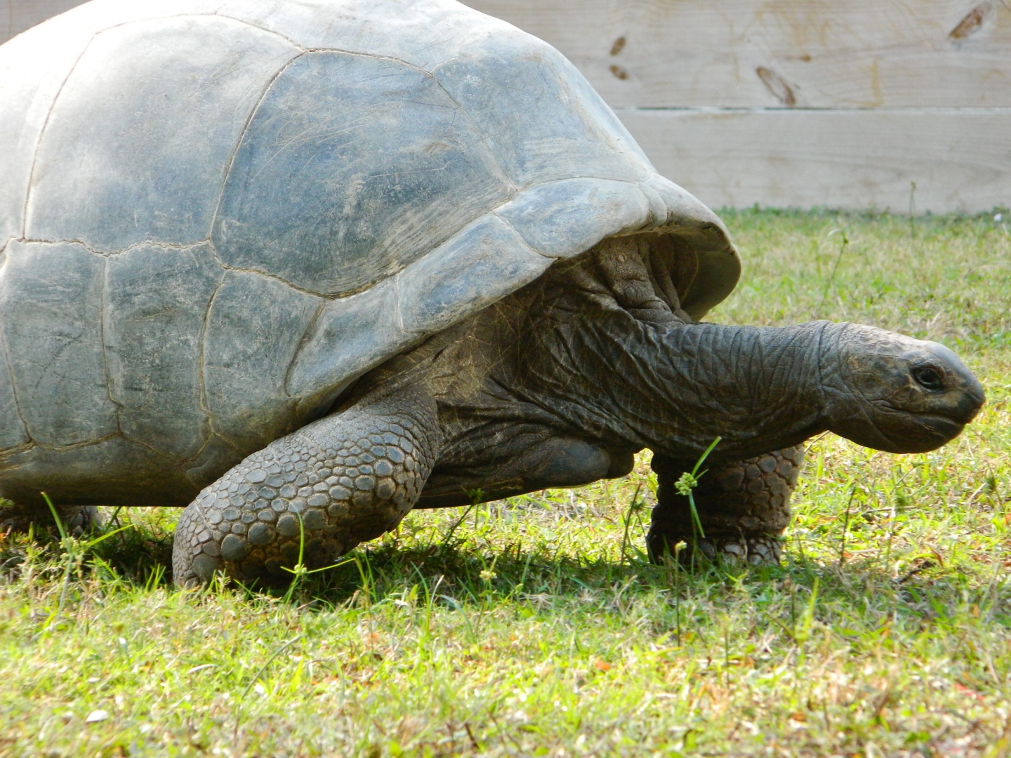 ALDABRA BREEDER