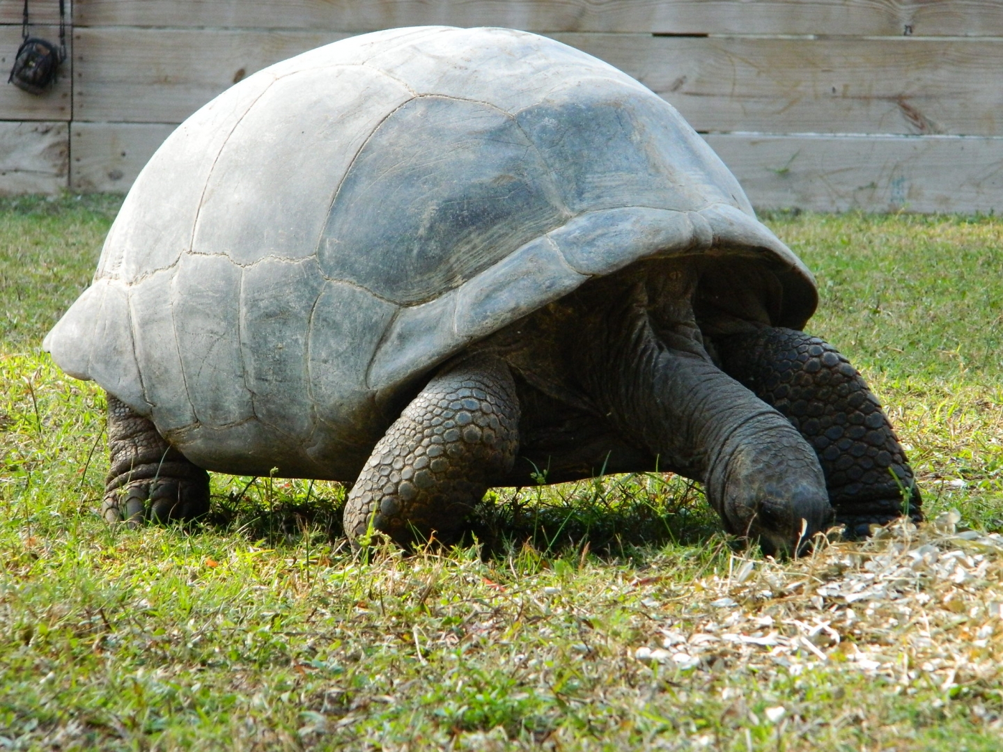ALDABRA BREEDER