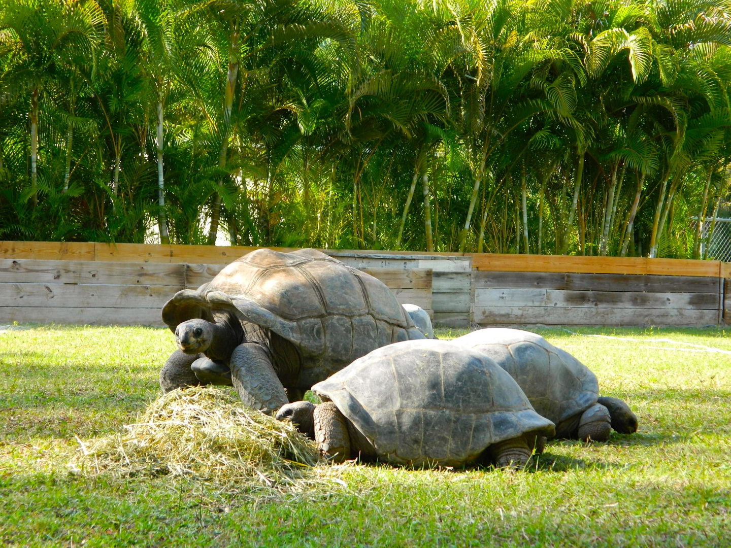 ALDABRA BREEDER
