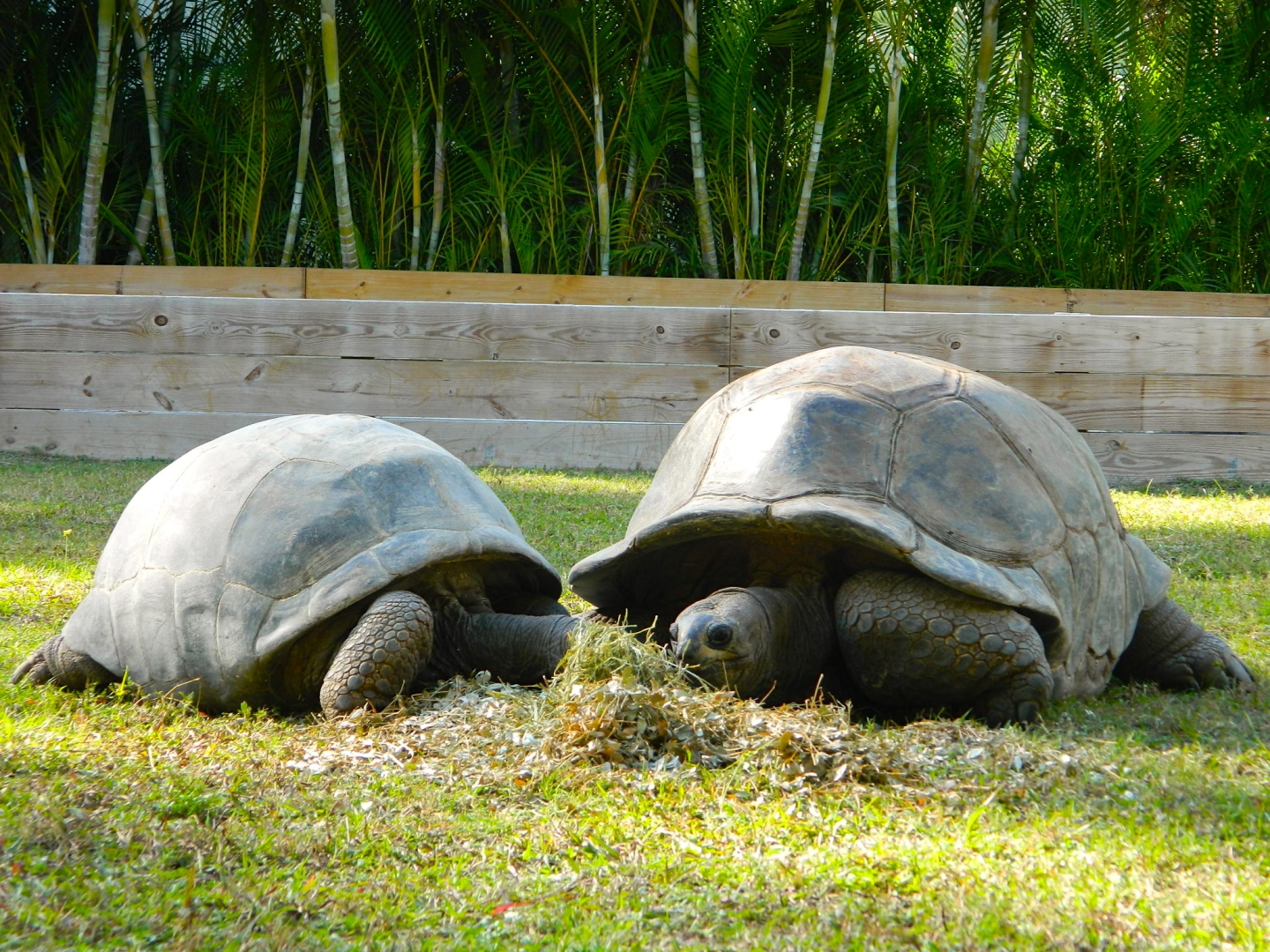 ALDABRA BREEDER