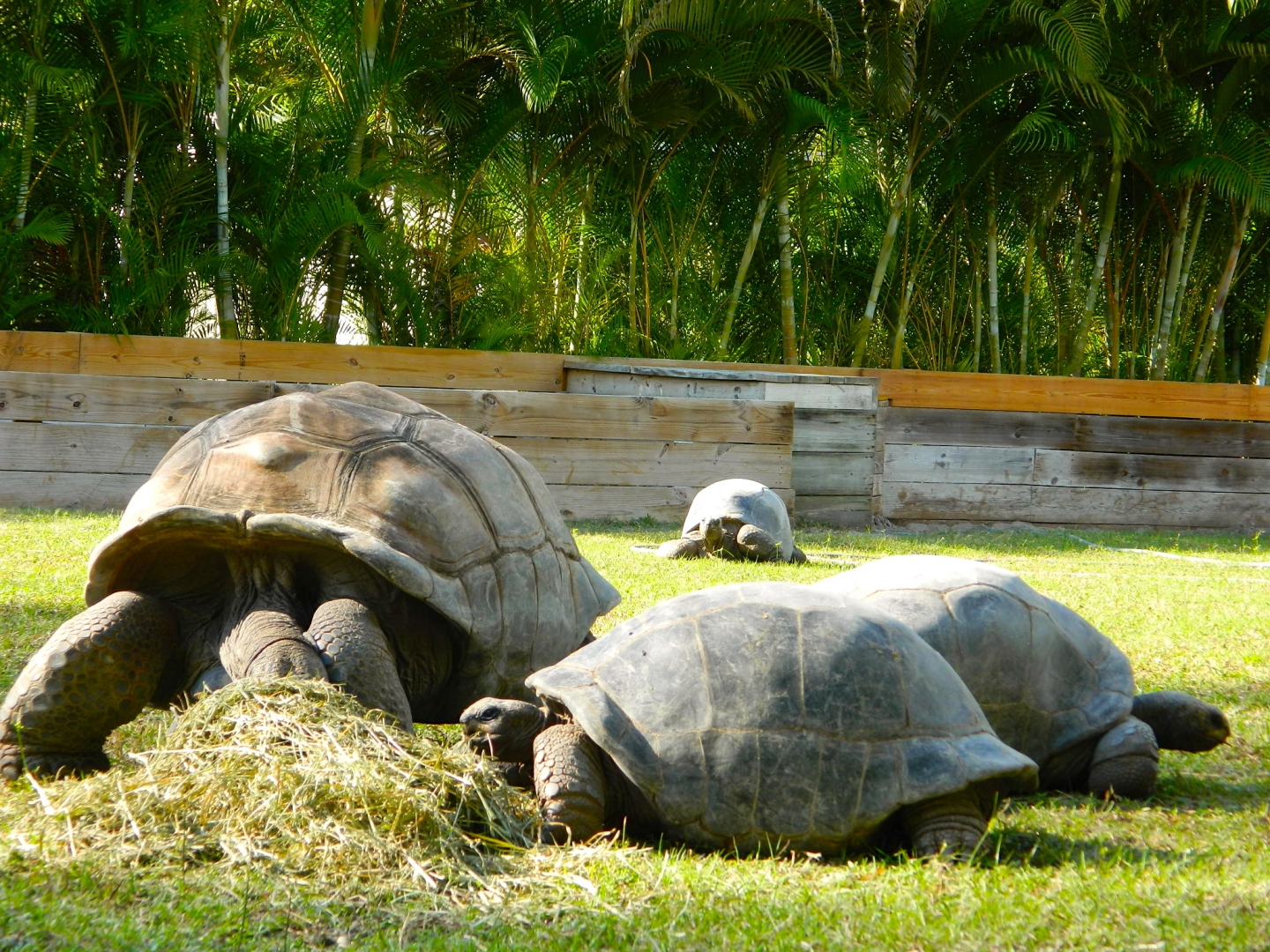 ALDABRA BREEDER