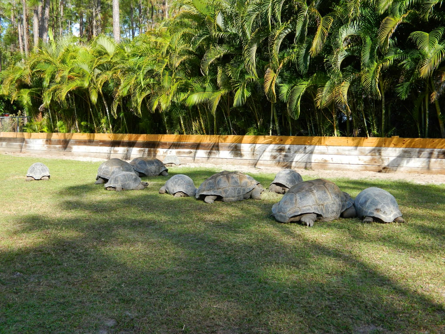 ALDABRA BREEDER