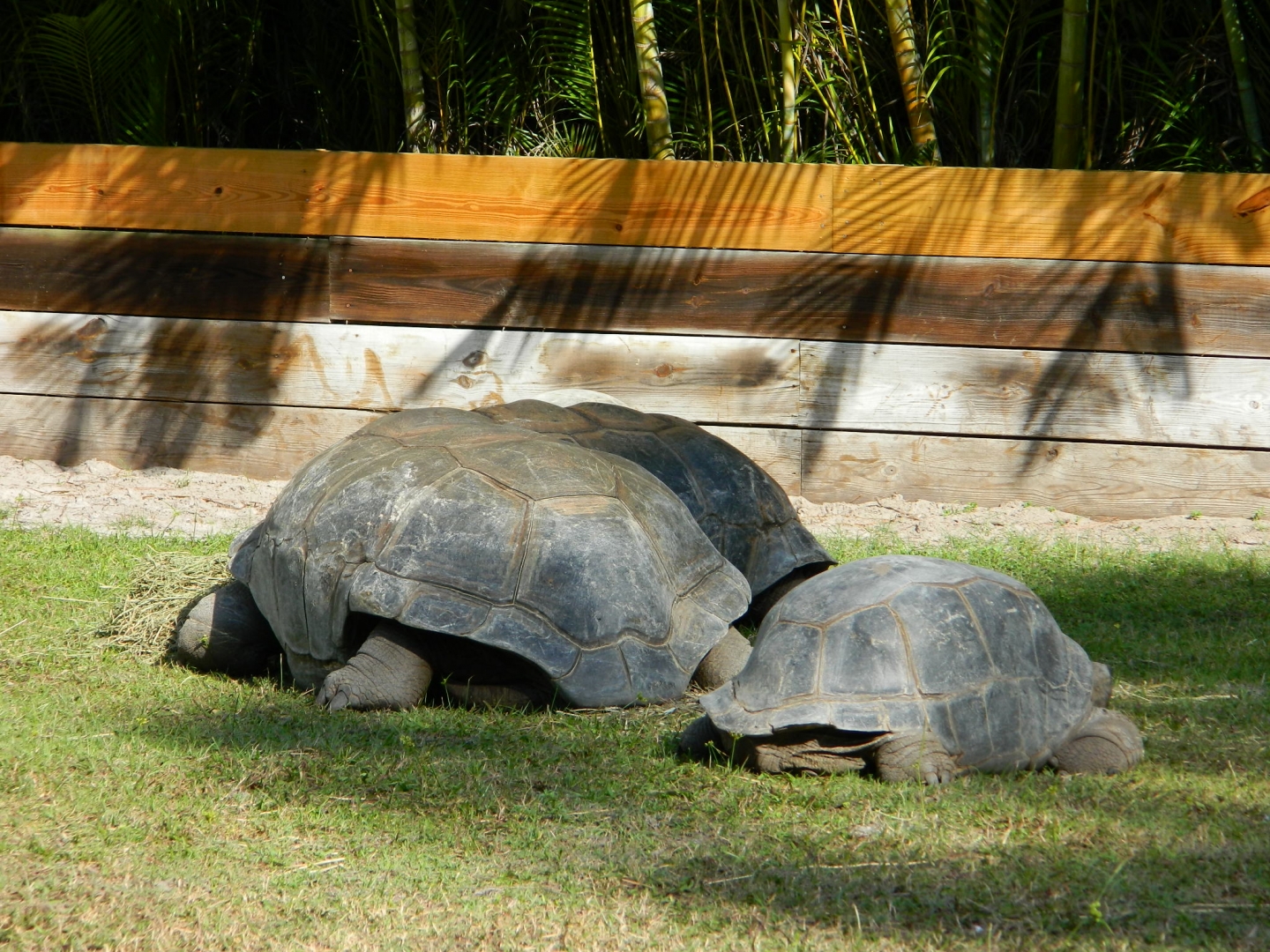 ALDABRA BREEDER