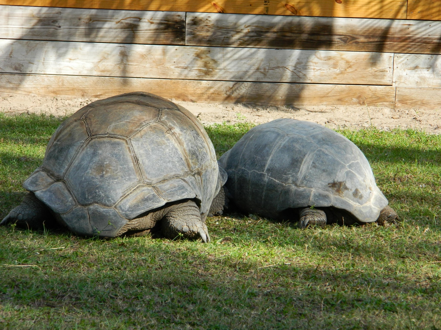 ALDABRA BREEDER