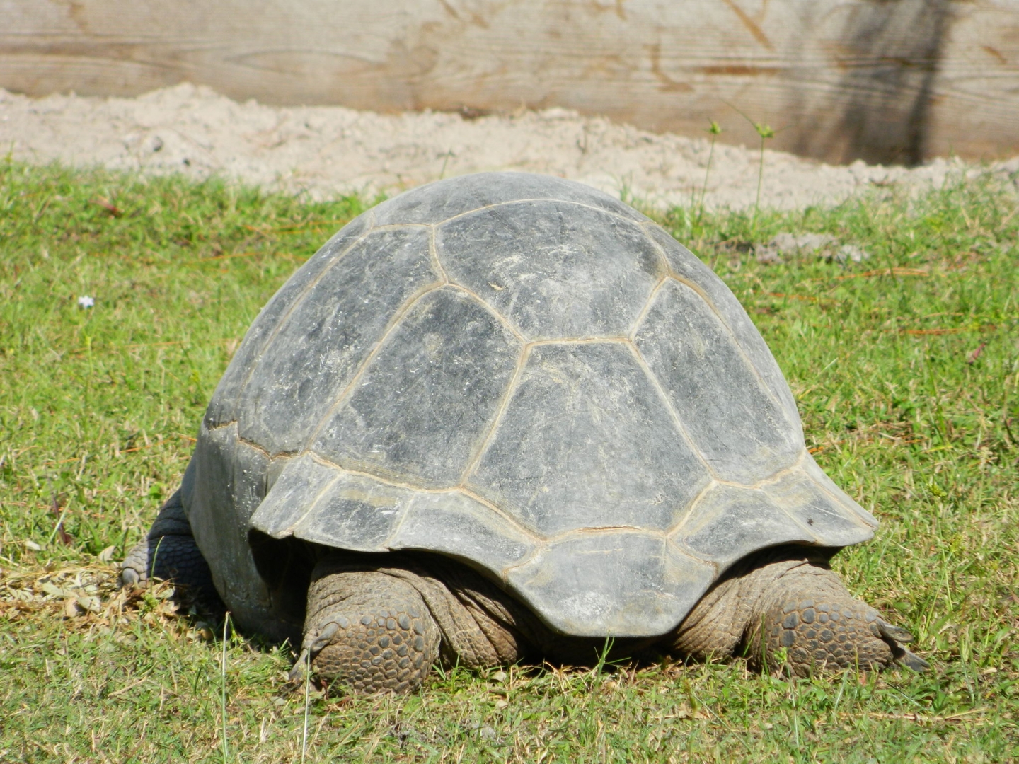 ALDABRA BREEDER