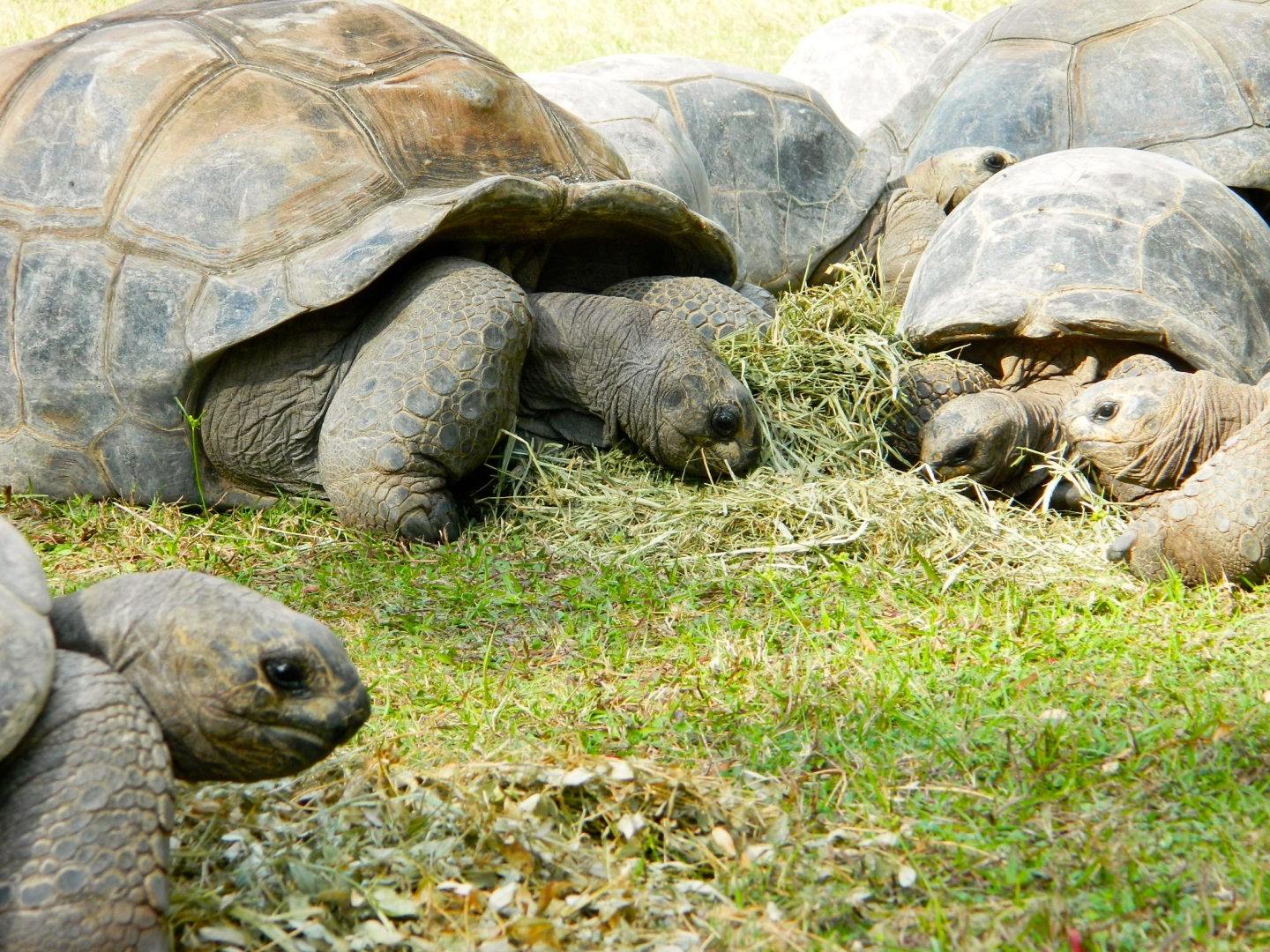 ALDABRA BREEDER