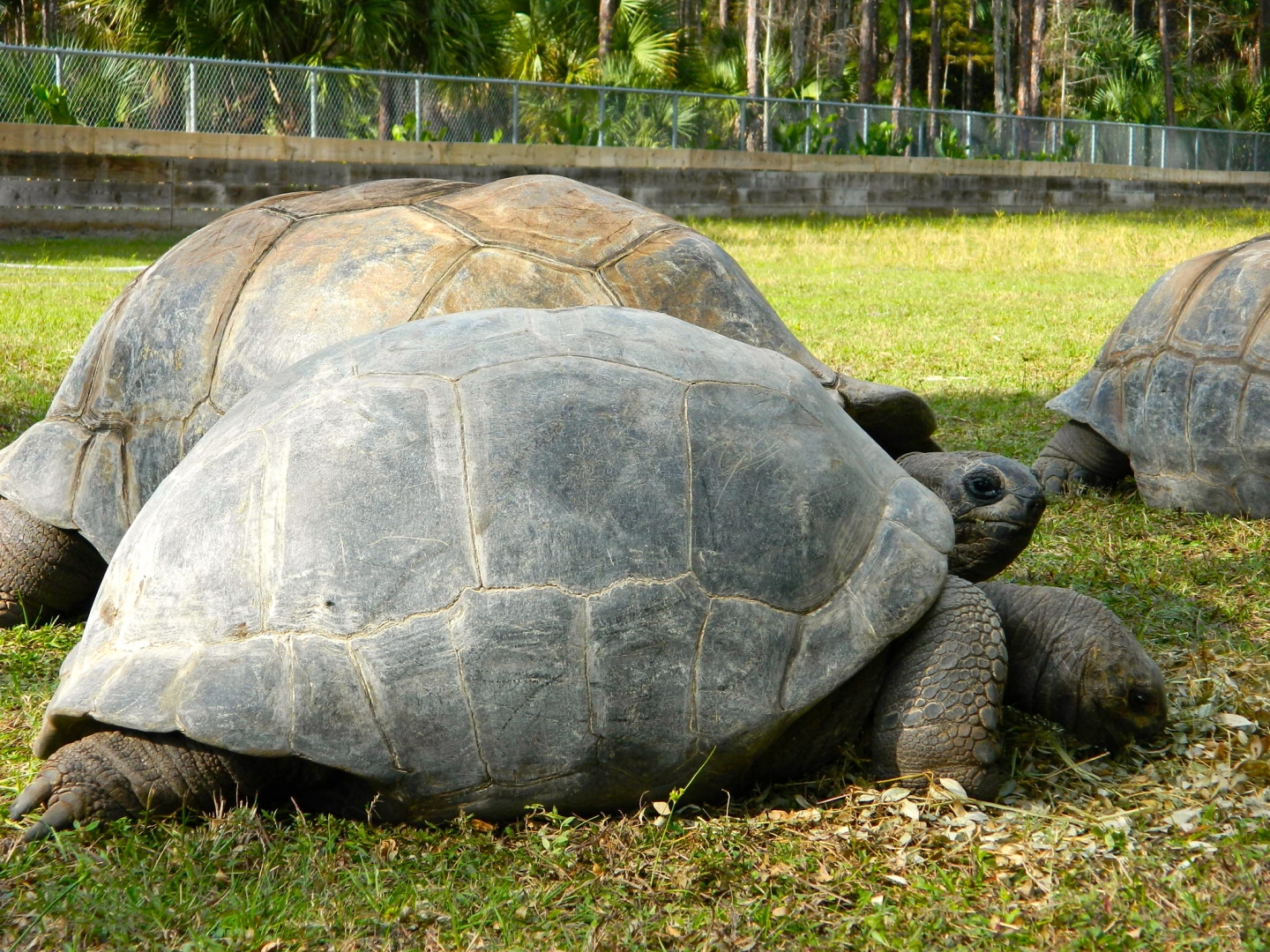 ALDABRA BREEDER