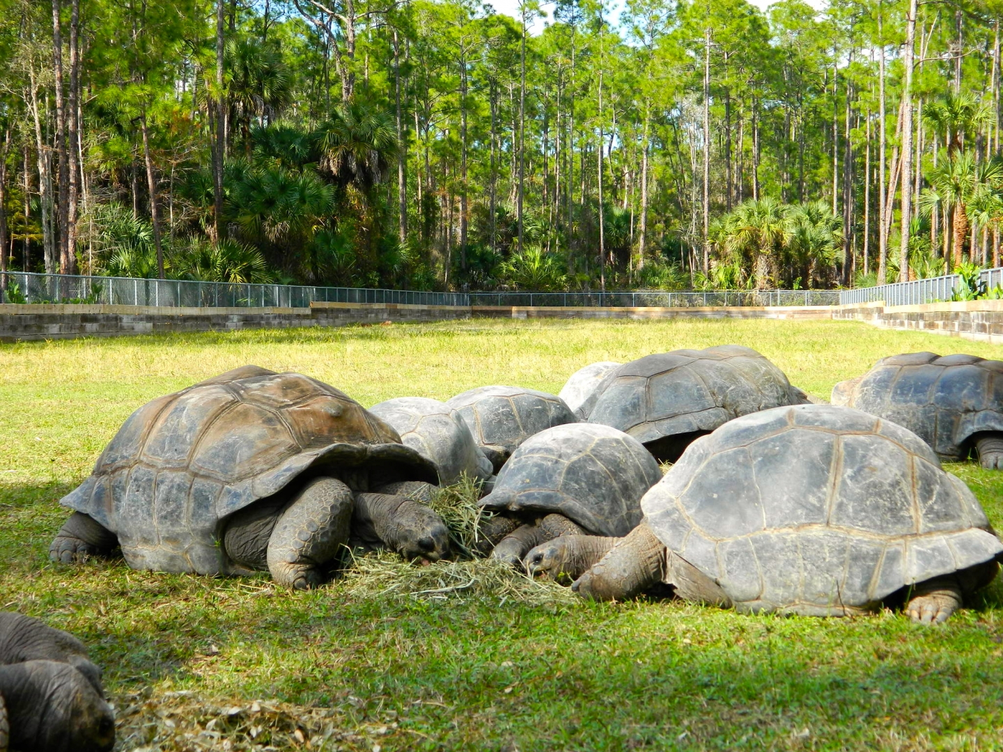 ALDABRA BREEDER