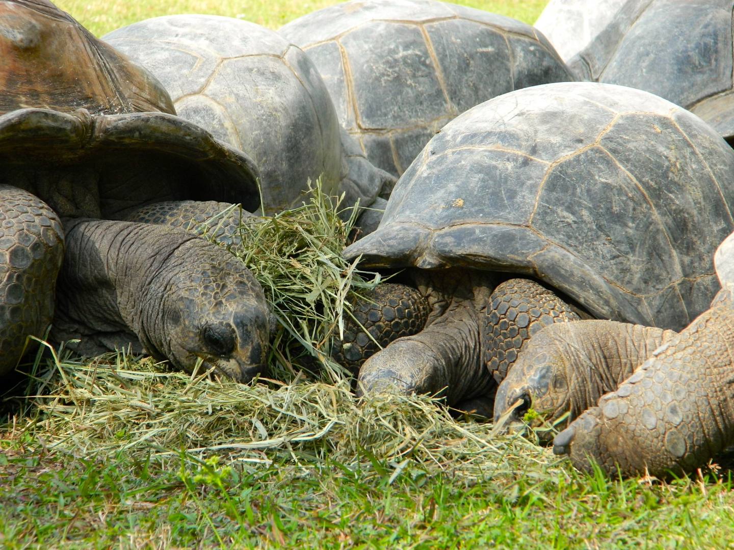 ALDABRA BREEDER