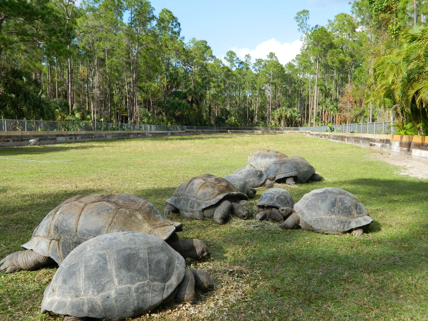 ALDABRA BREEDER
