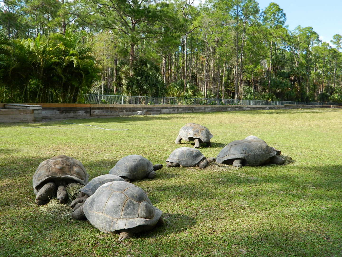 ALDABRA BREEDER