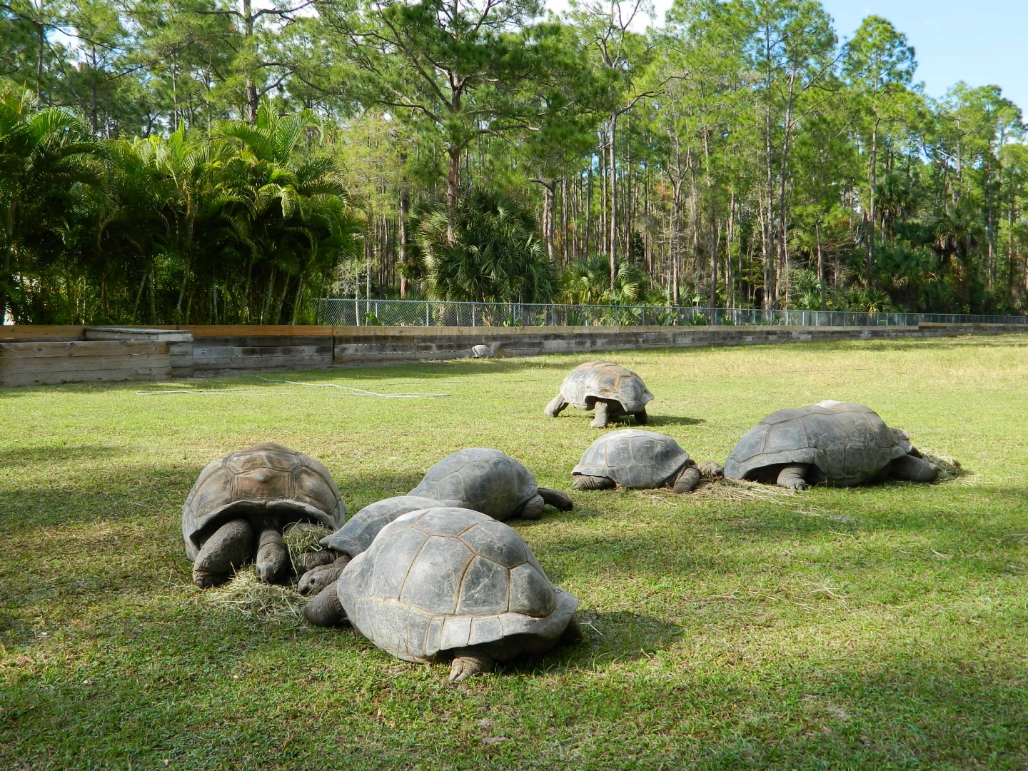 ALDABRA BREEDER