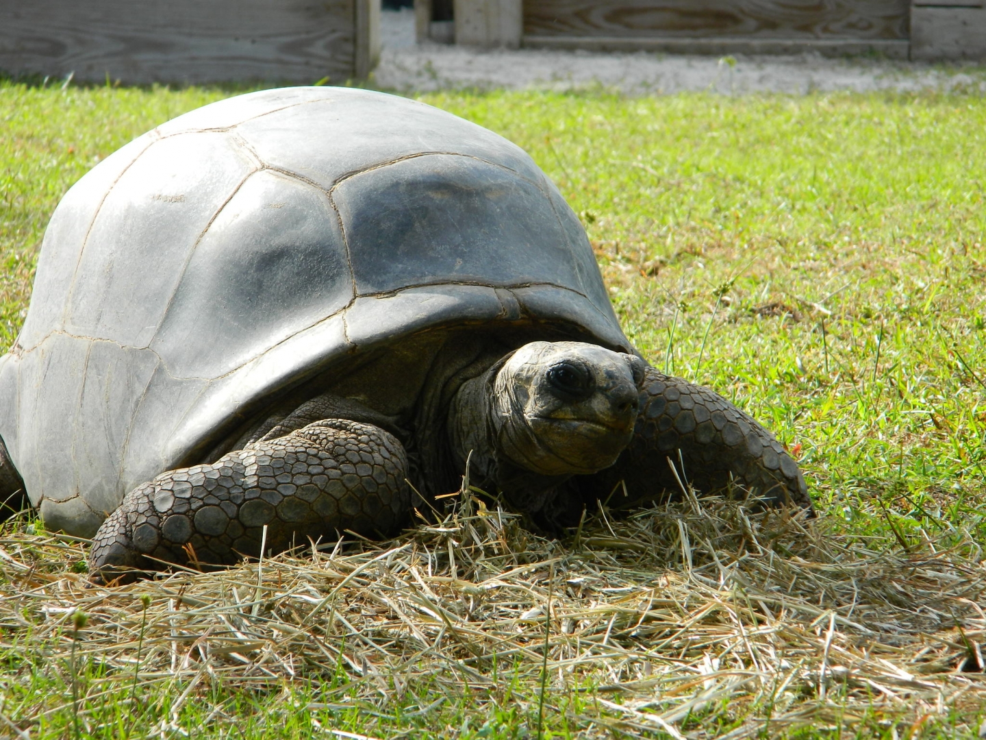 ALDABRA BREEDER