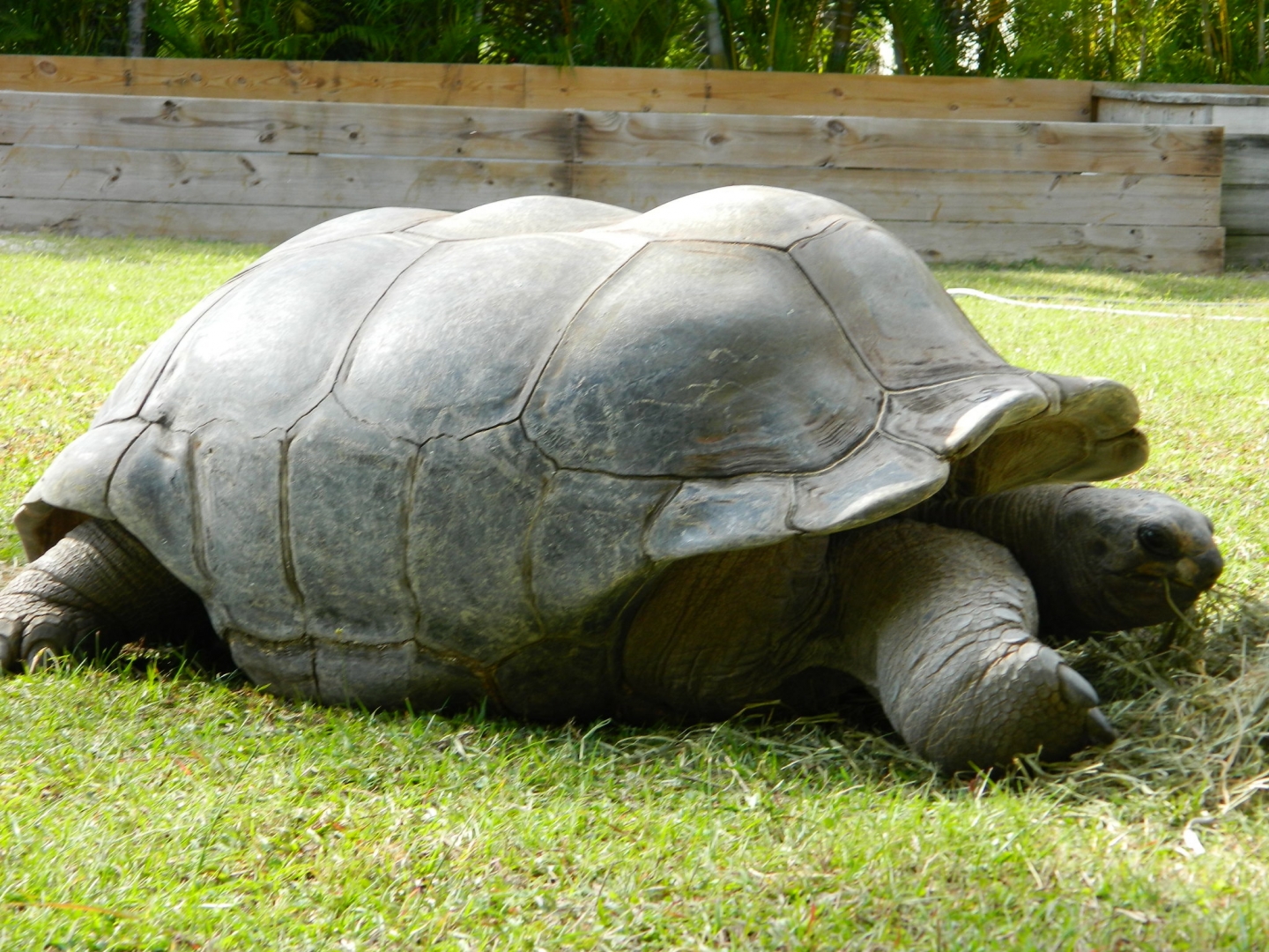 ALDABRA BREEDER