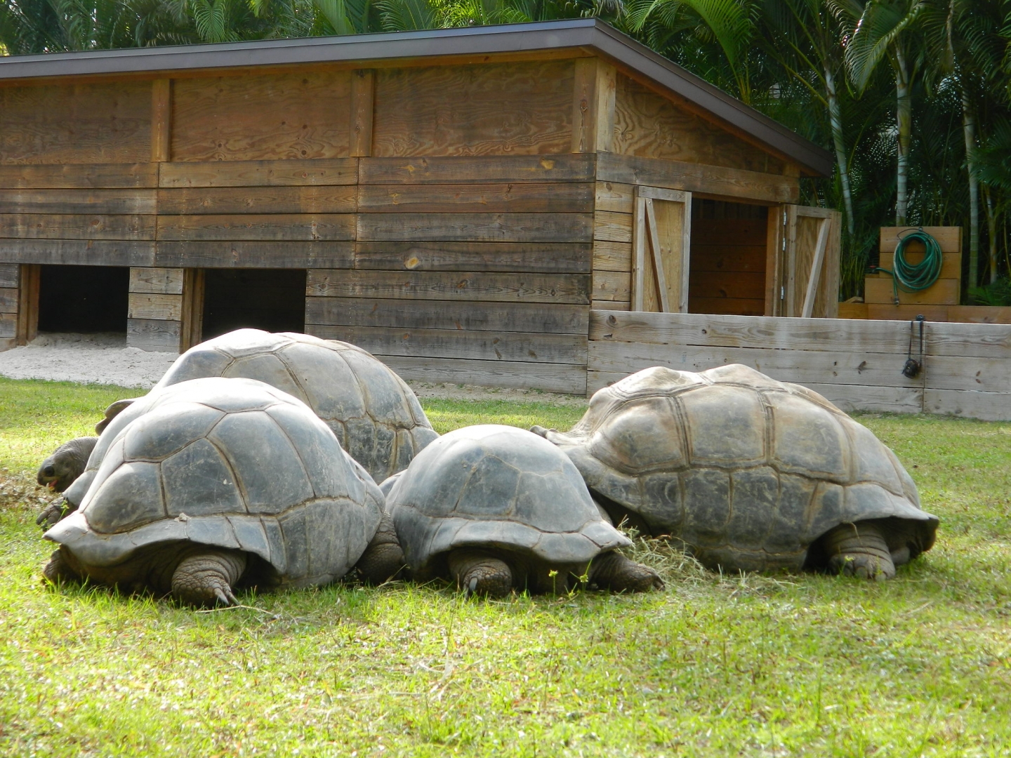 ALDABRA BREEDER
