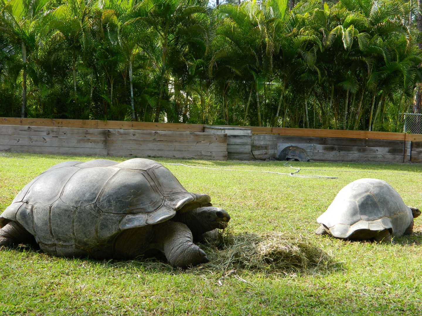 ALDABRA BREEDER