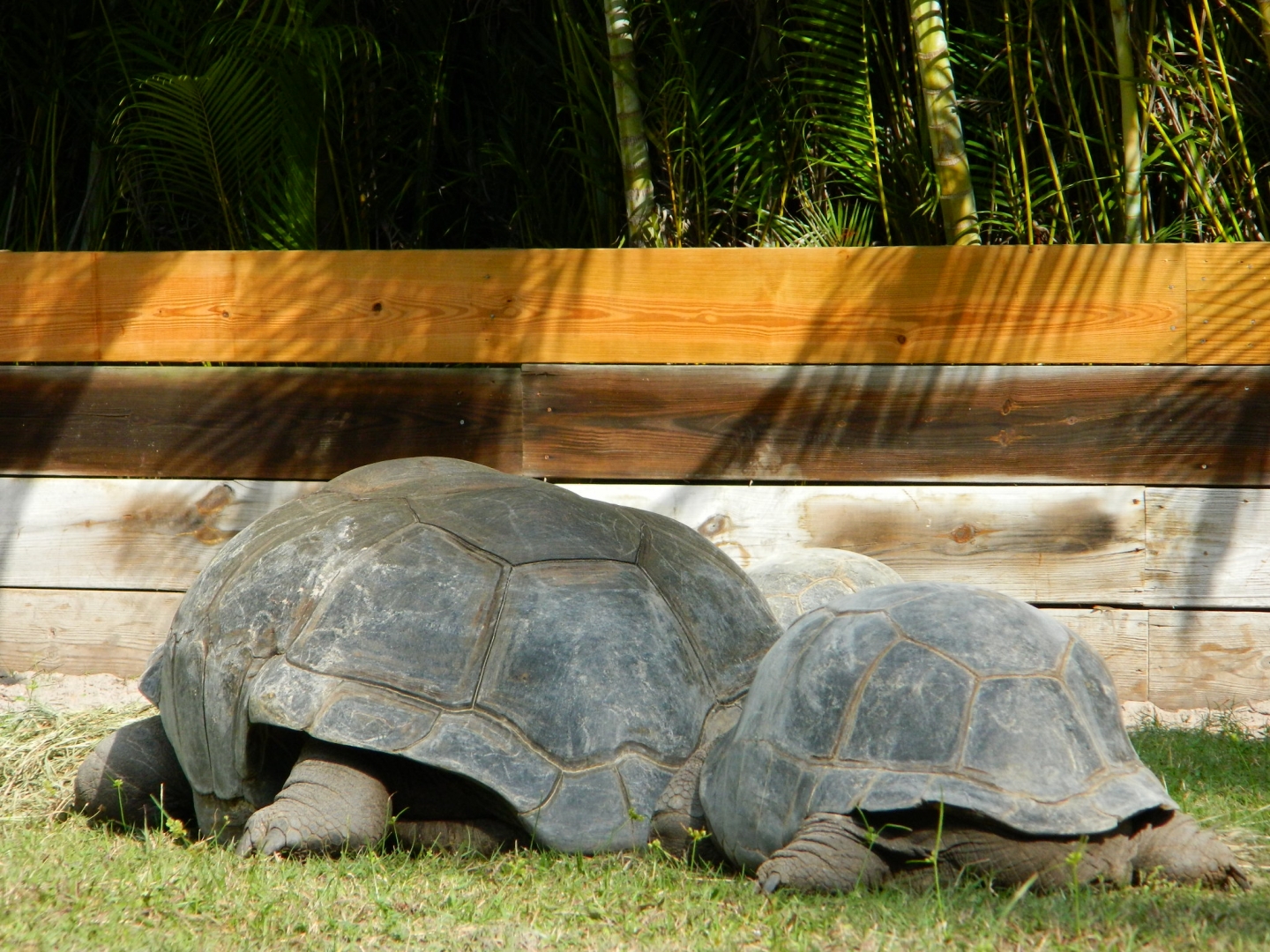 ALDABRA BREEDER