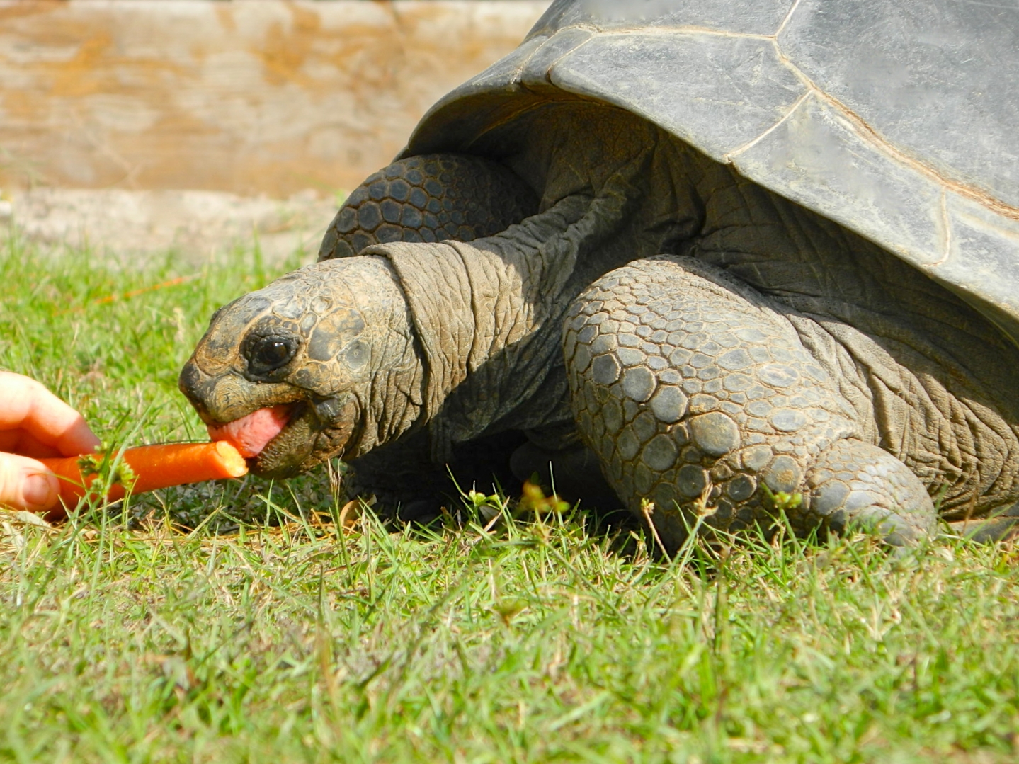 ALDABRA BREEDER