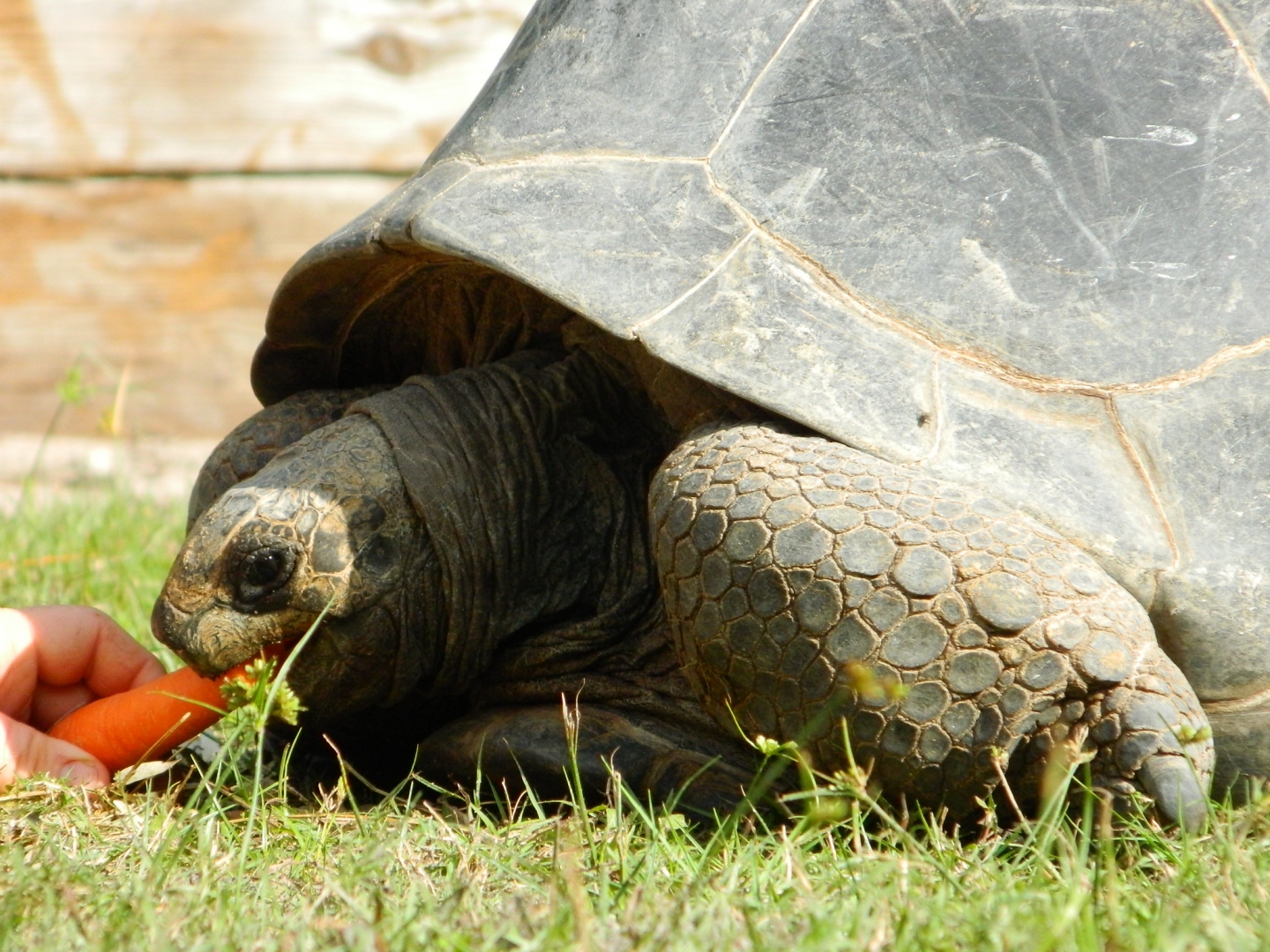 ALDABRA BREEDER