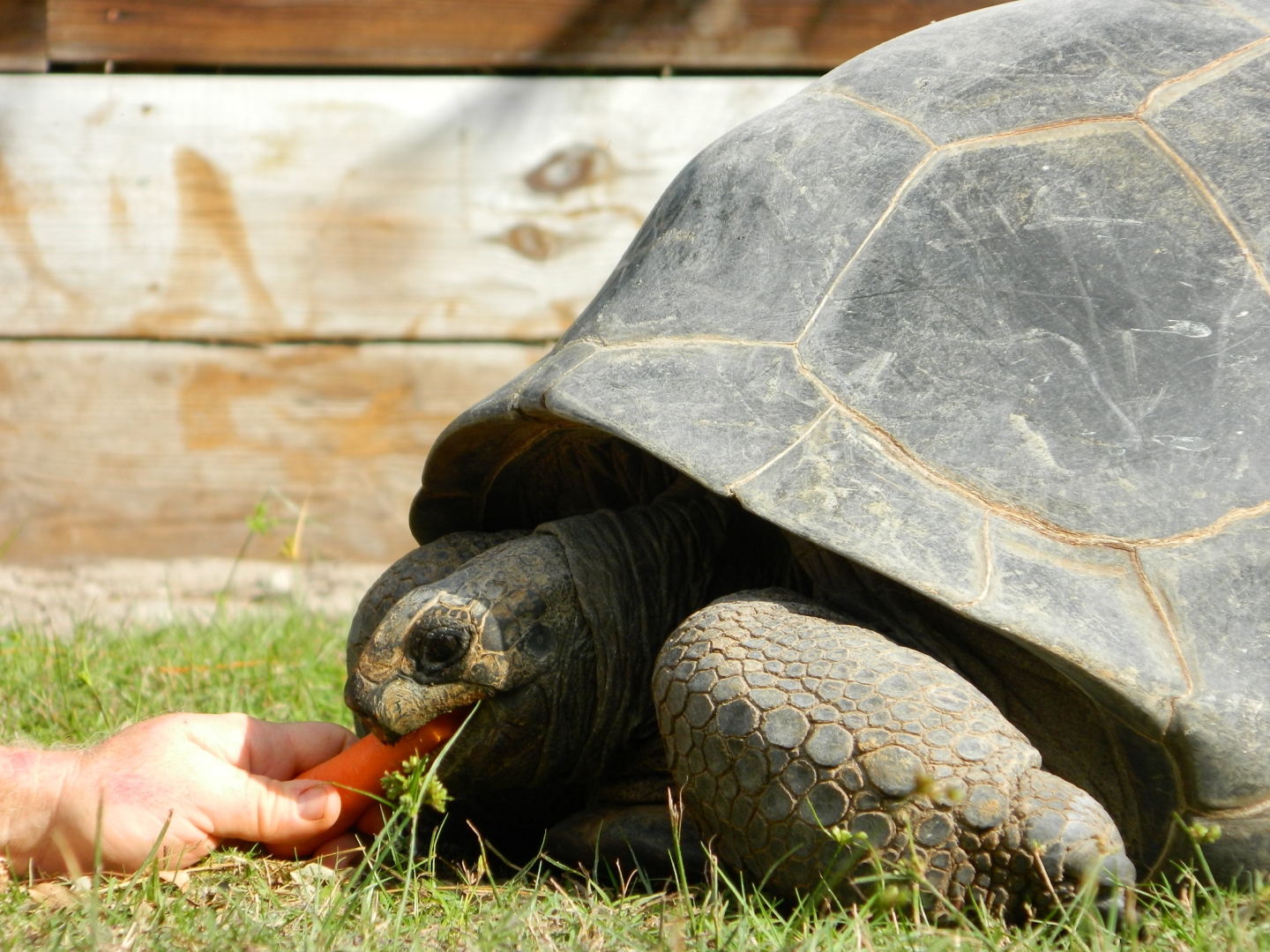 ALDABRA BREEDER