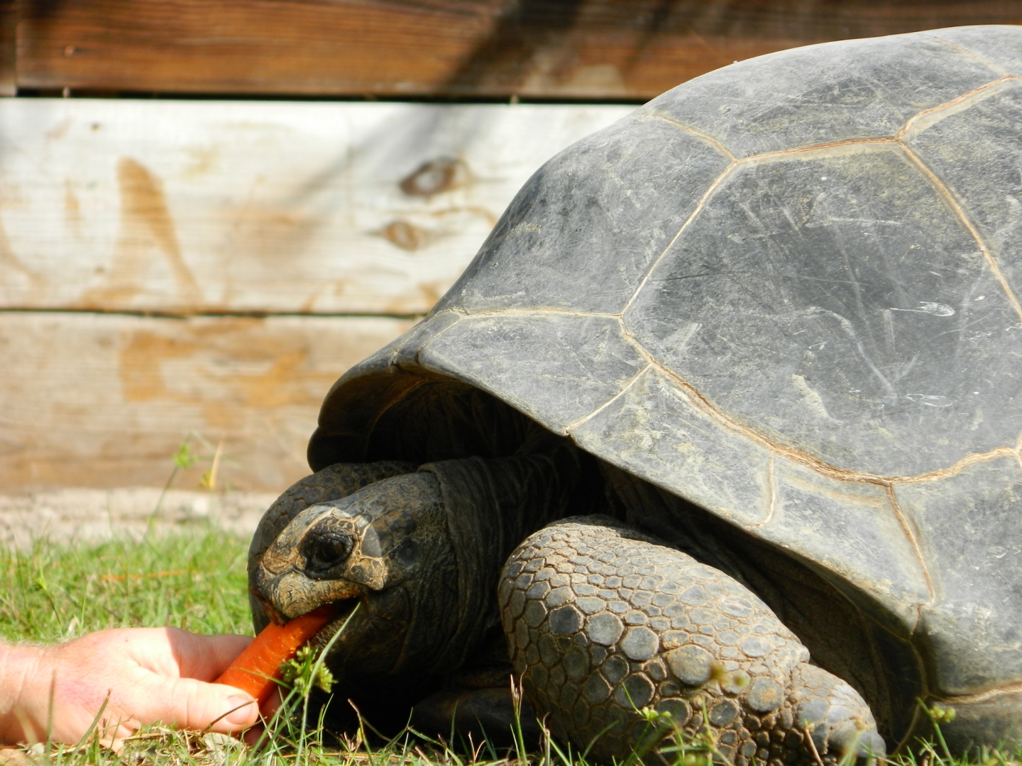 ALDABRA BREEDER