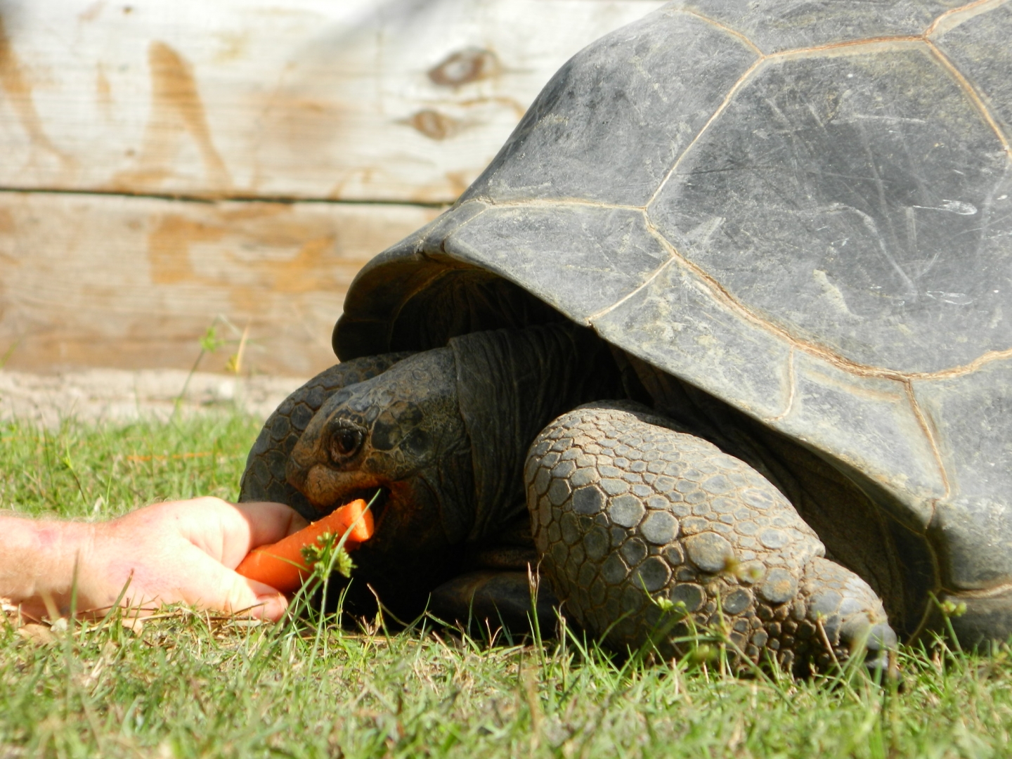 ALDABRA BREEDER