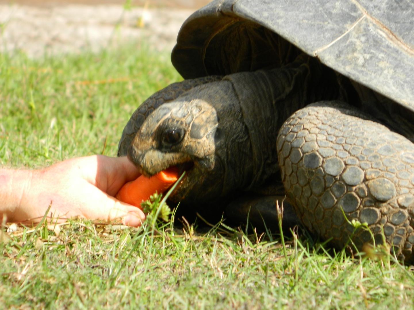 ALDABRA BREEDER