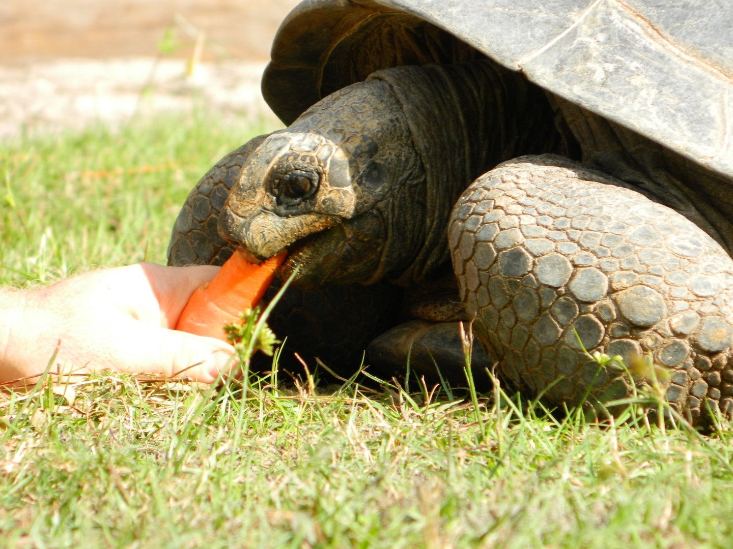ALDABRA BREEDER