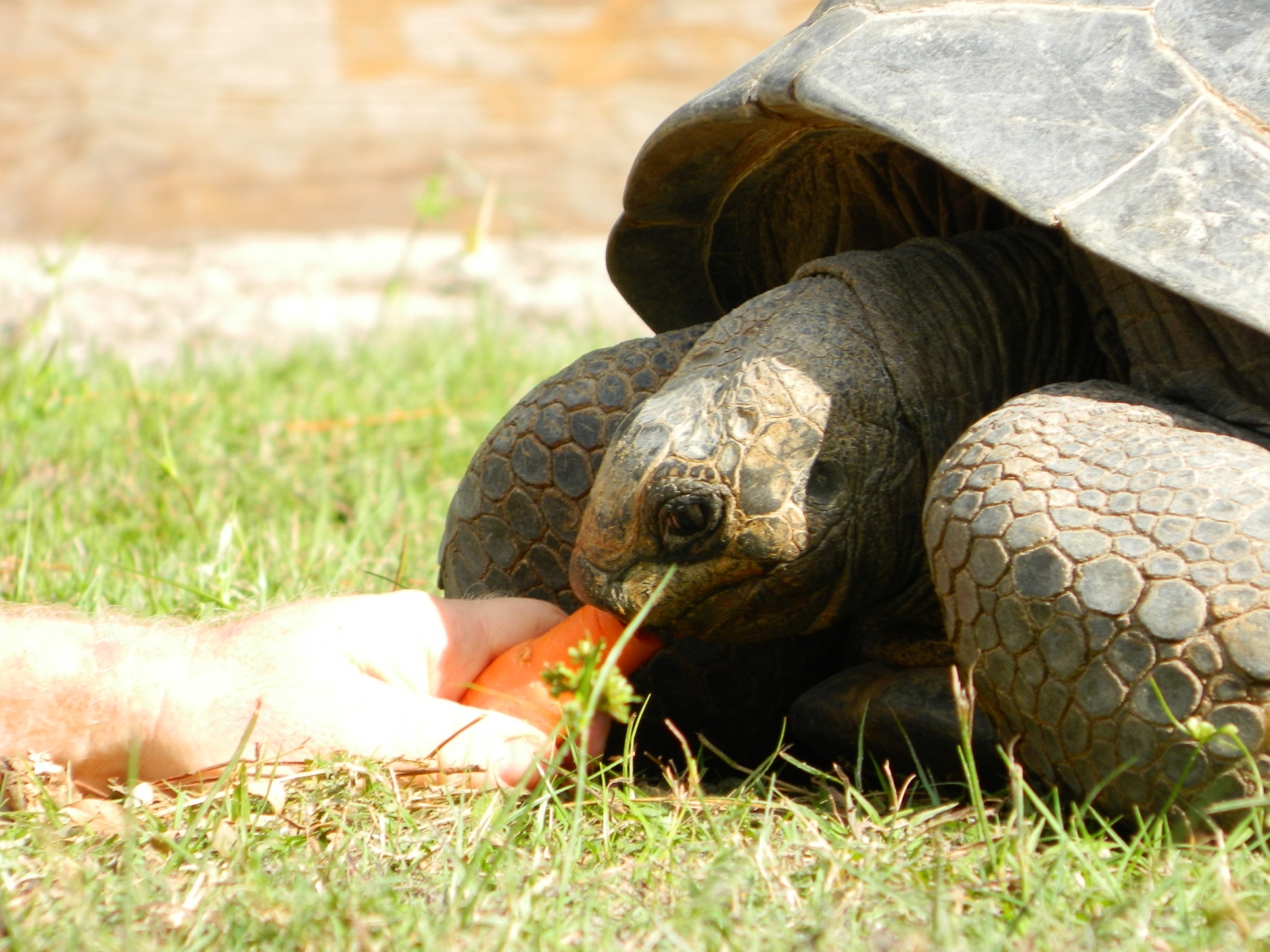 ALDABRA BREEDER