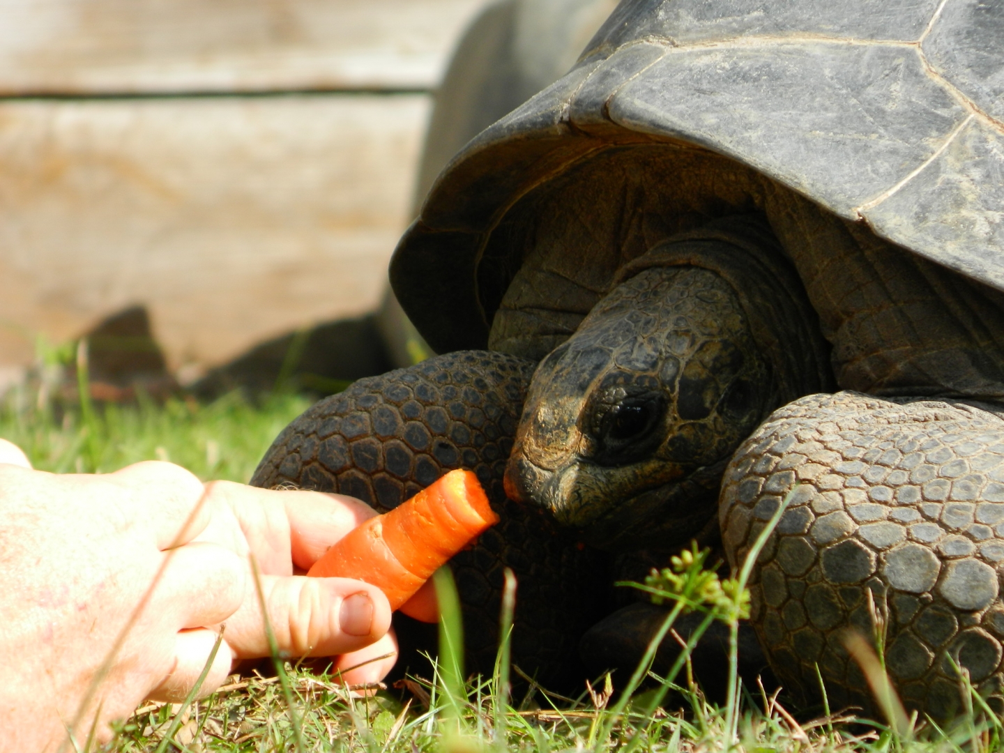 ALDABRA BREEDER