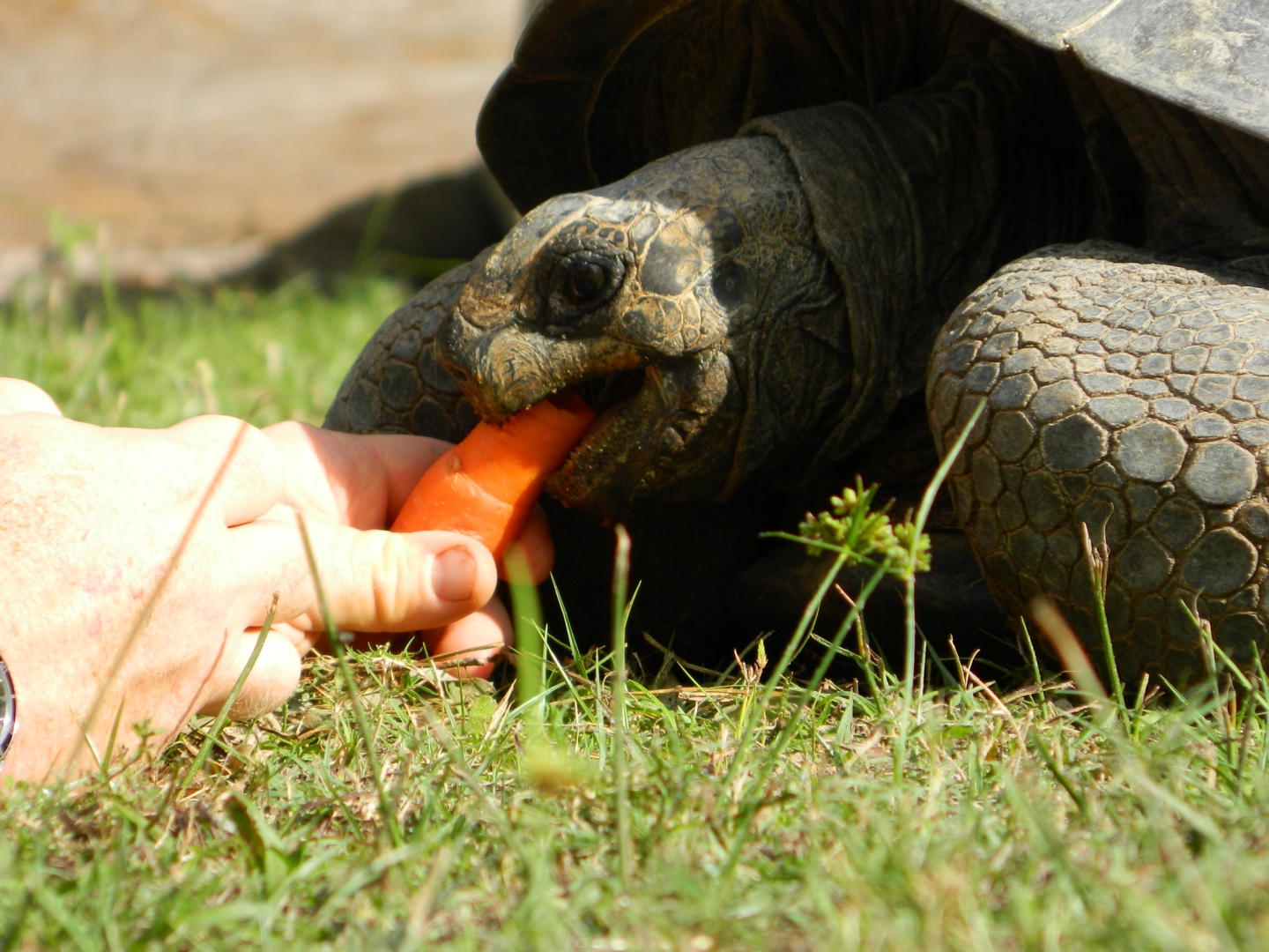 ALDABRA BREEDER