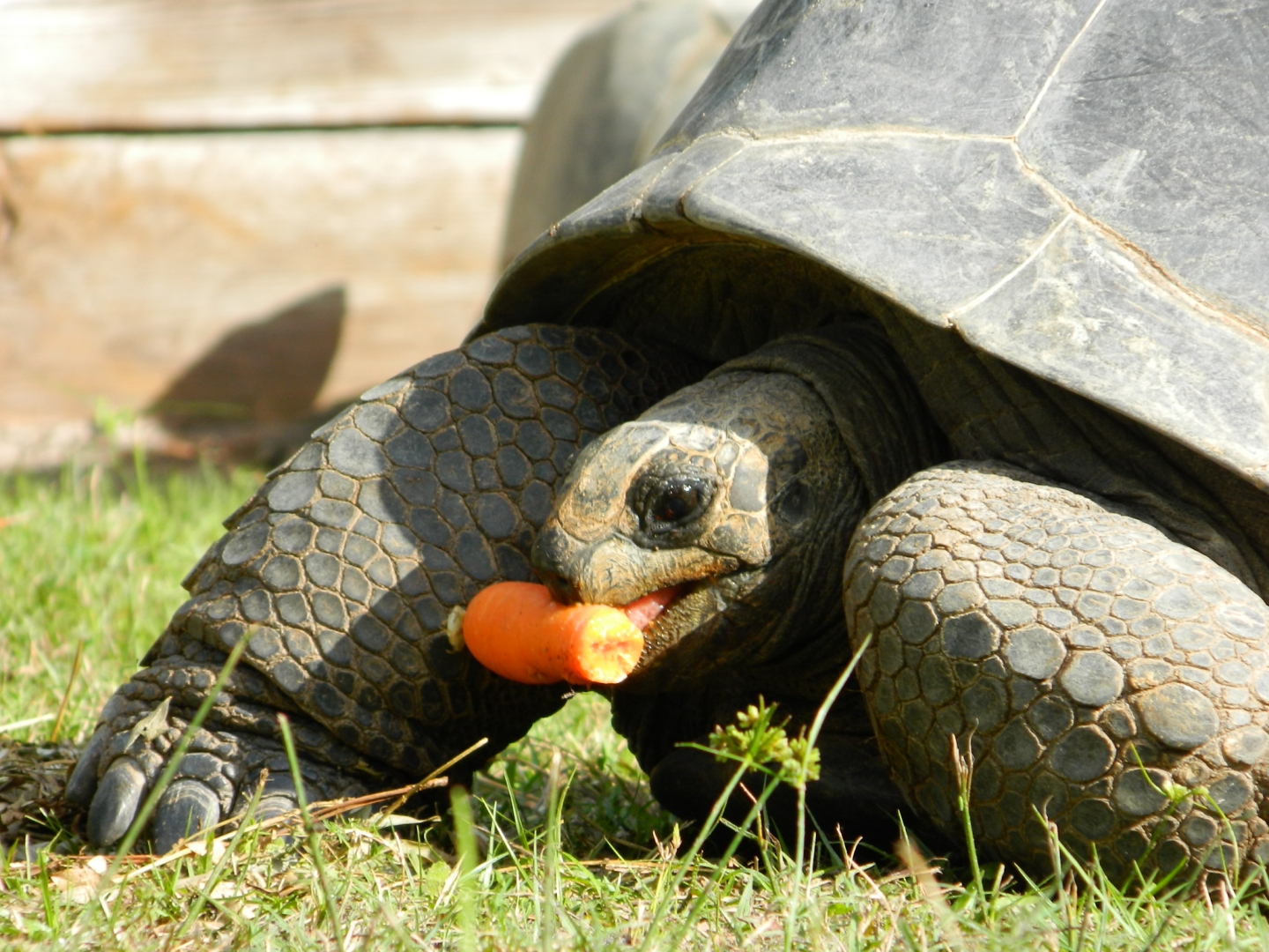 ALDABRA BREEDER