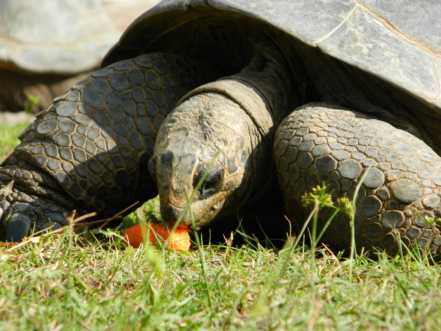 ALDABRA BREEDER
