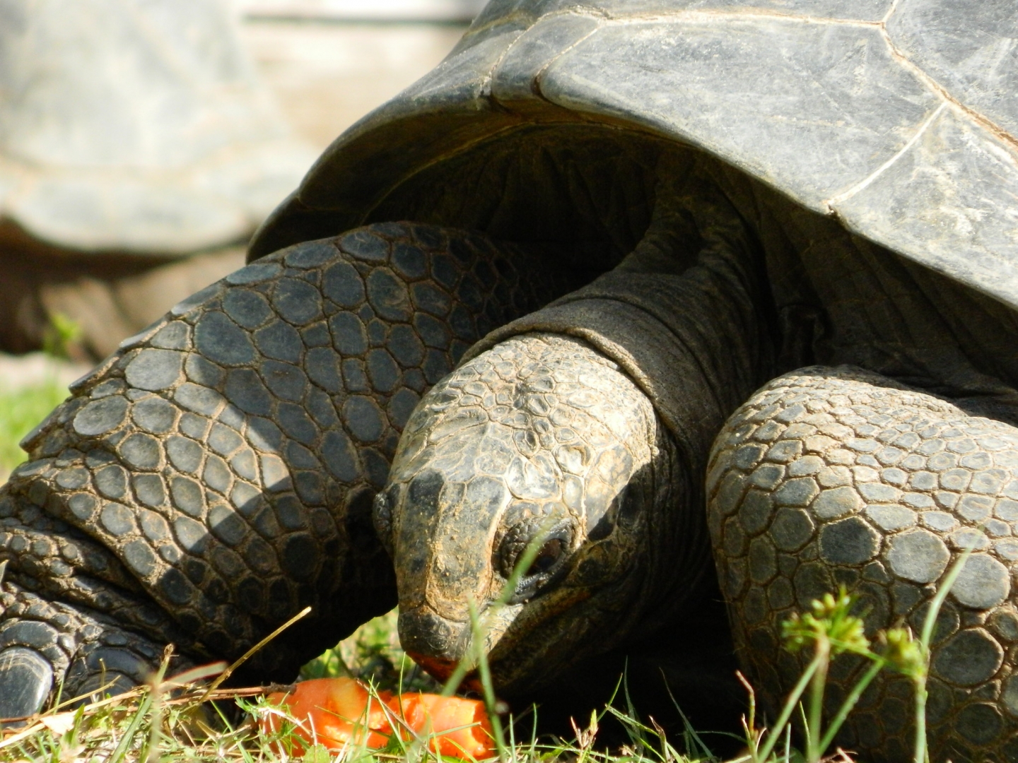ALDABRA BREEDER