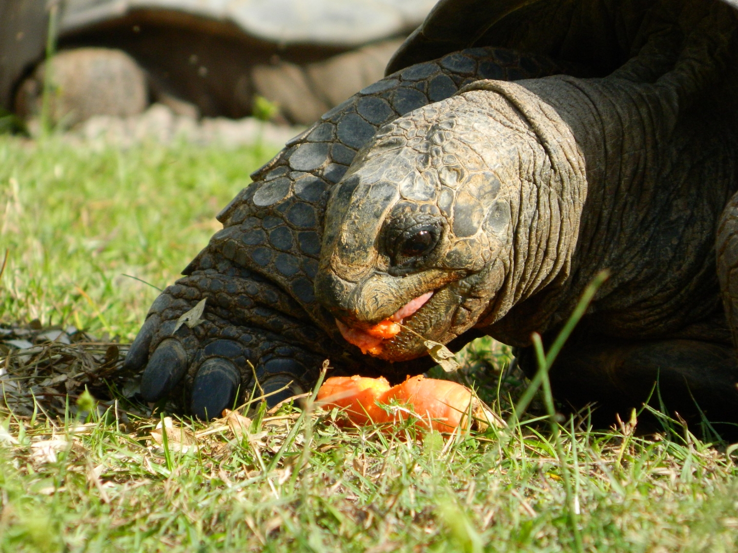 ALDABRA BREEDER