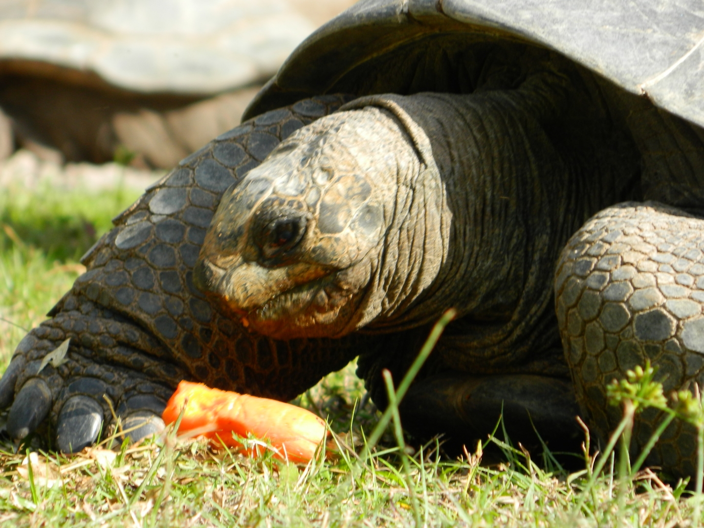 ALDABRA BREEDER