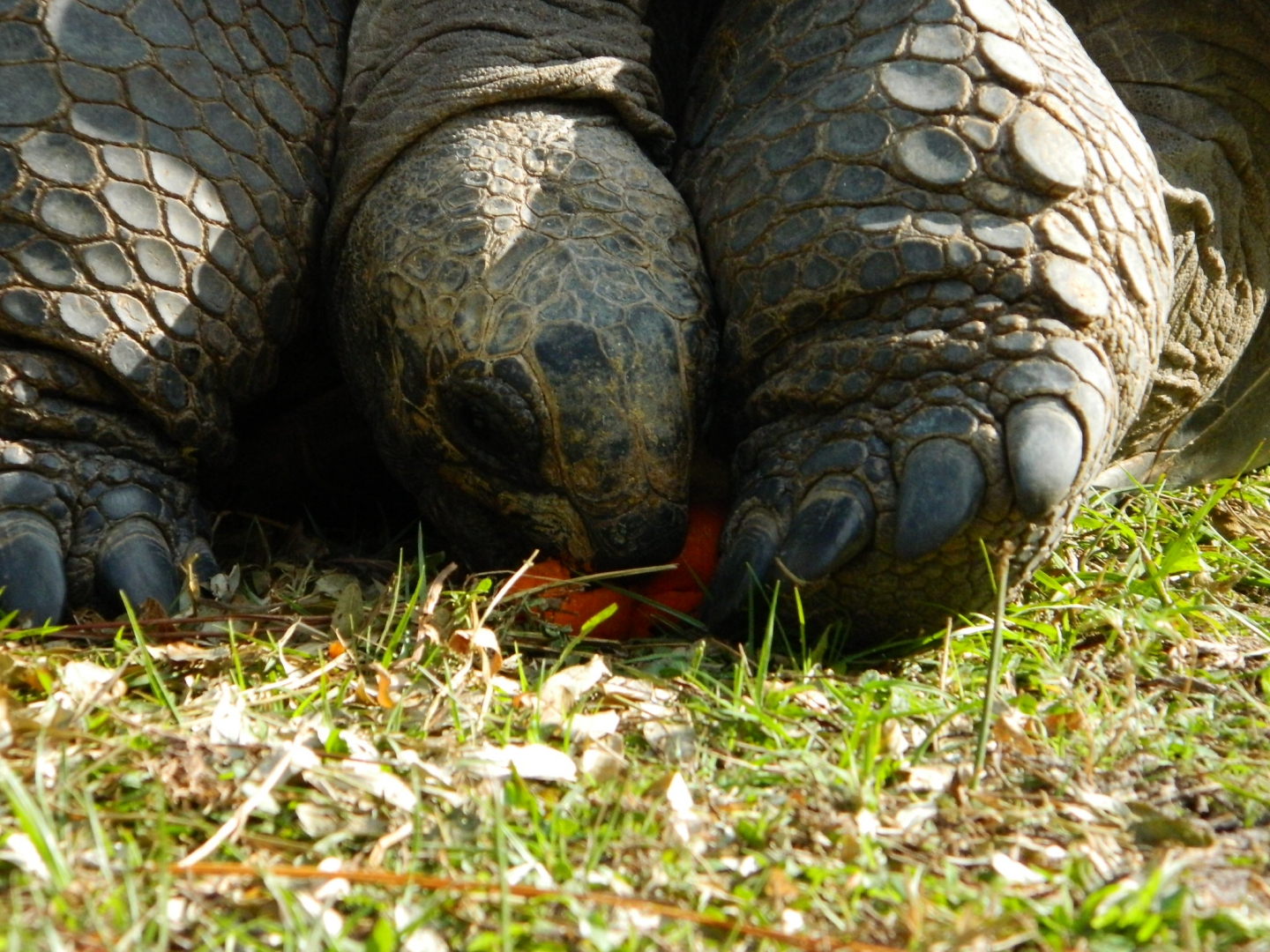 ALDABRA BREEDER