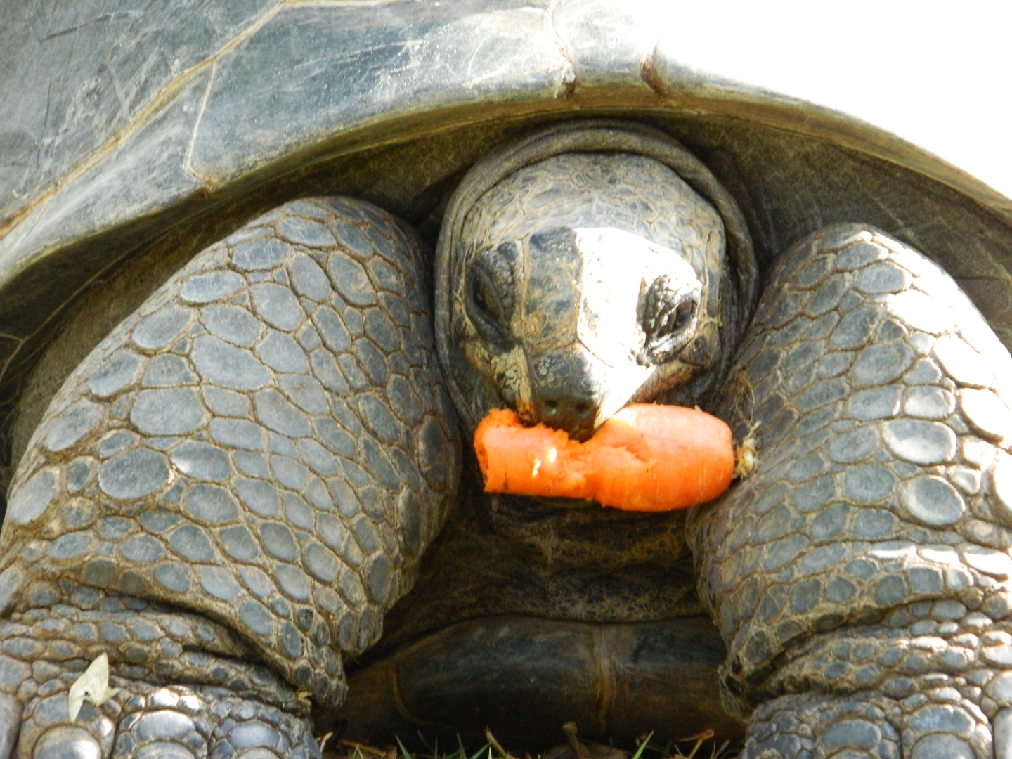 ALDABRA BREEDER