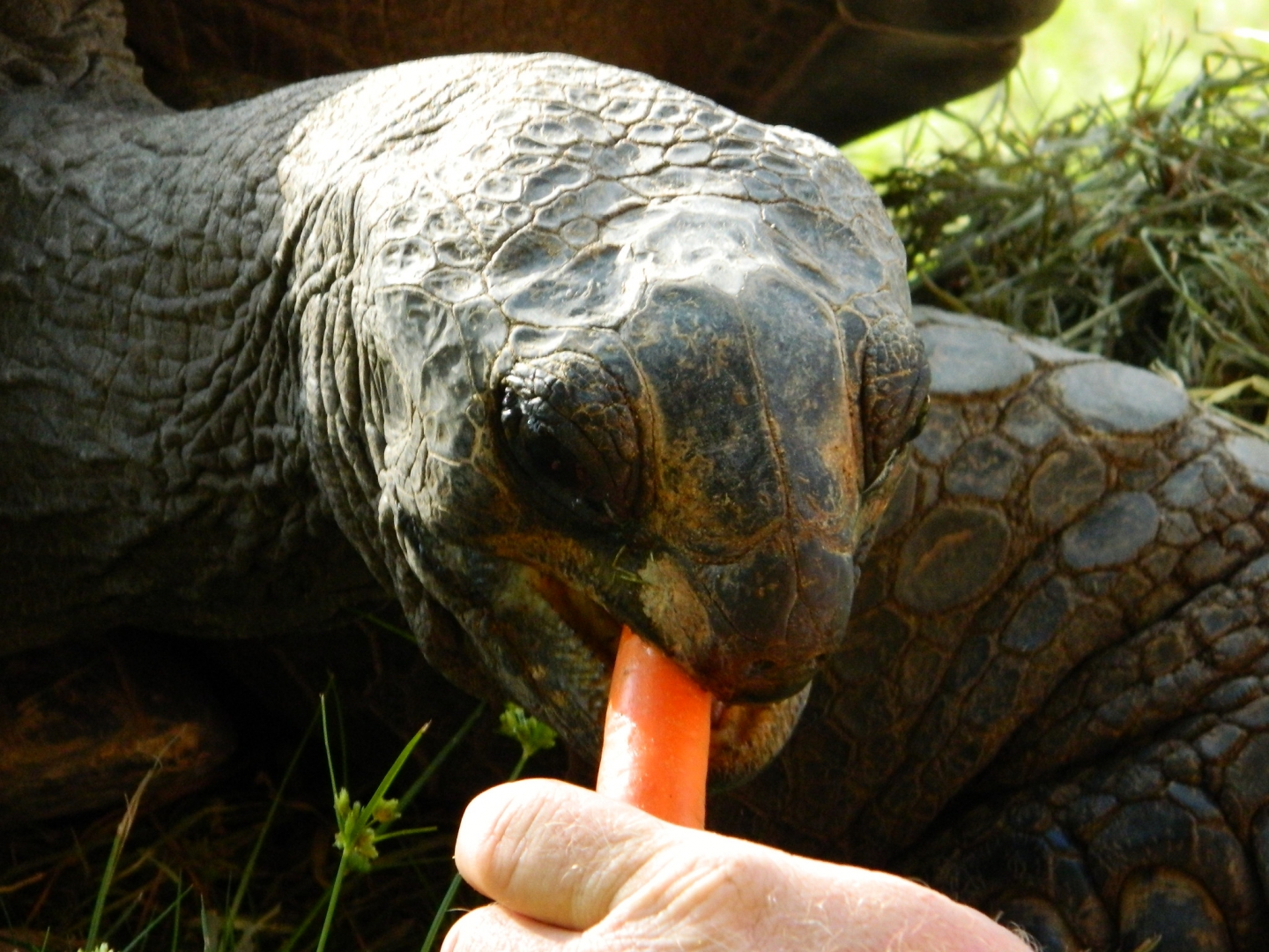 ALDABRA BREEDER