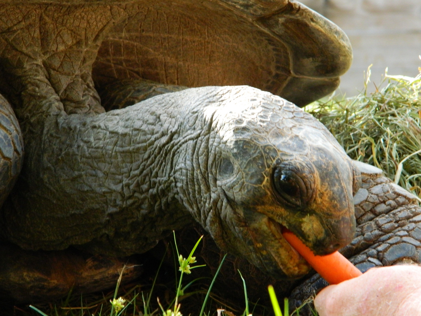 ALDABRA BREEDER