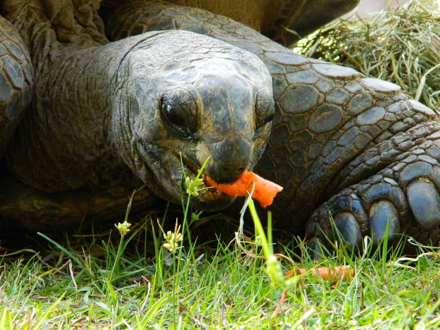 ALDABRA BREEDER