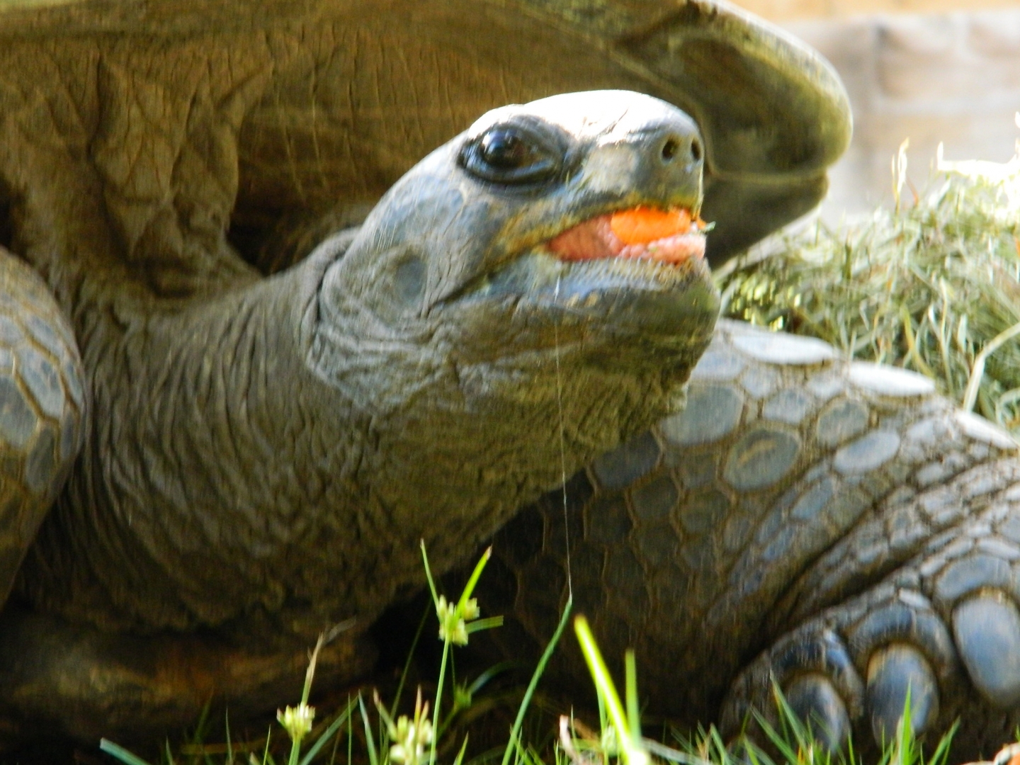 ALDABRA BREEDER