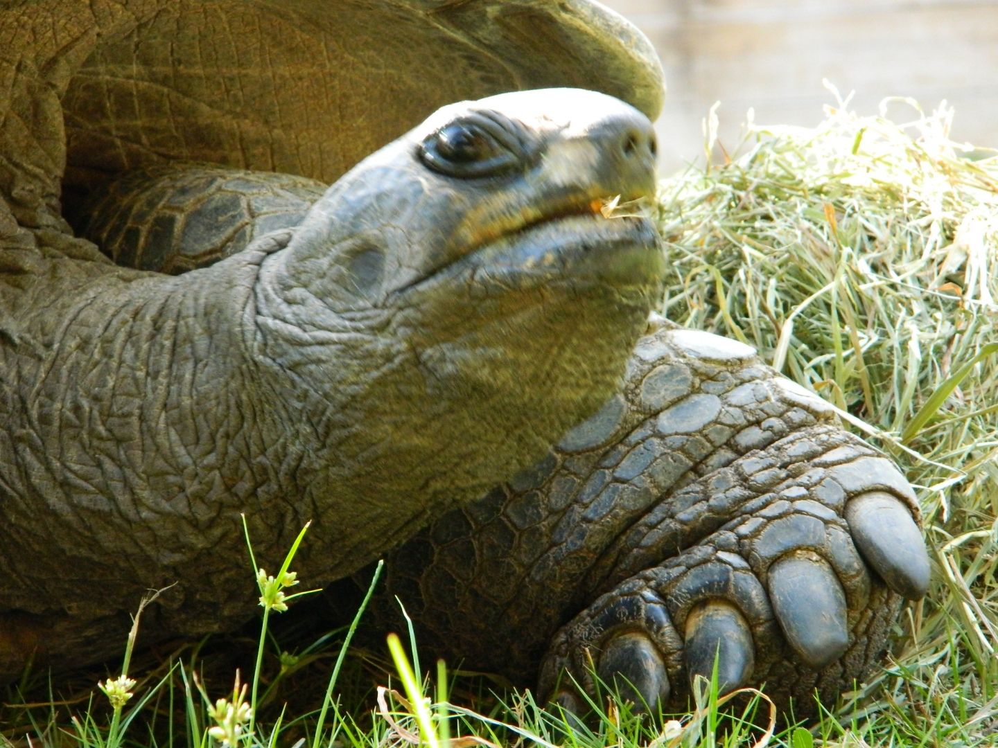 ALDABRA BREEDER