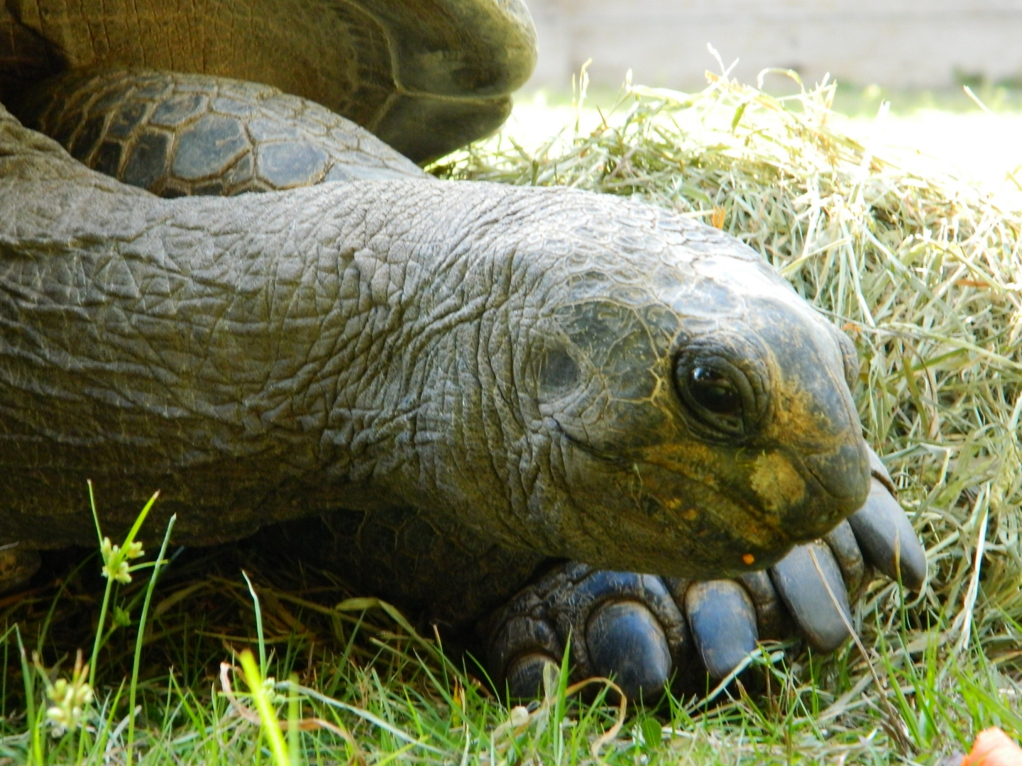 ALDABRA BREEDER
