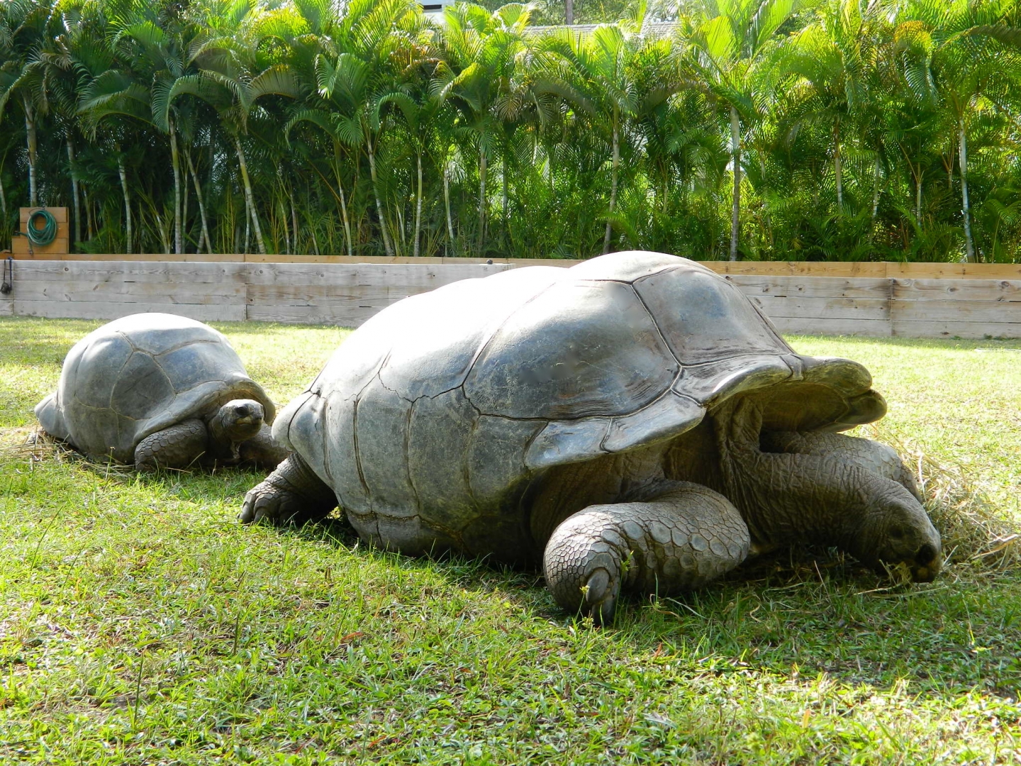 ALDABRA BREEDER