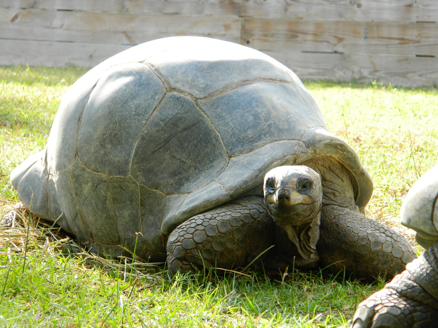 ALDABRA BREEDER