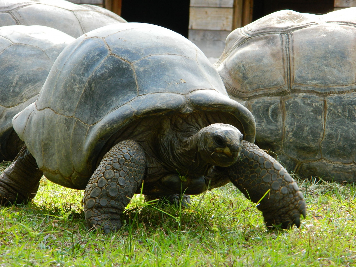 ALDABRA BREEDER