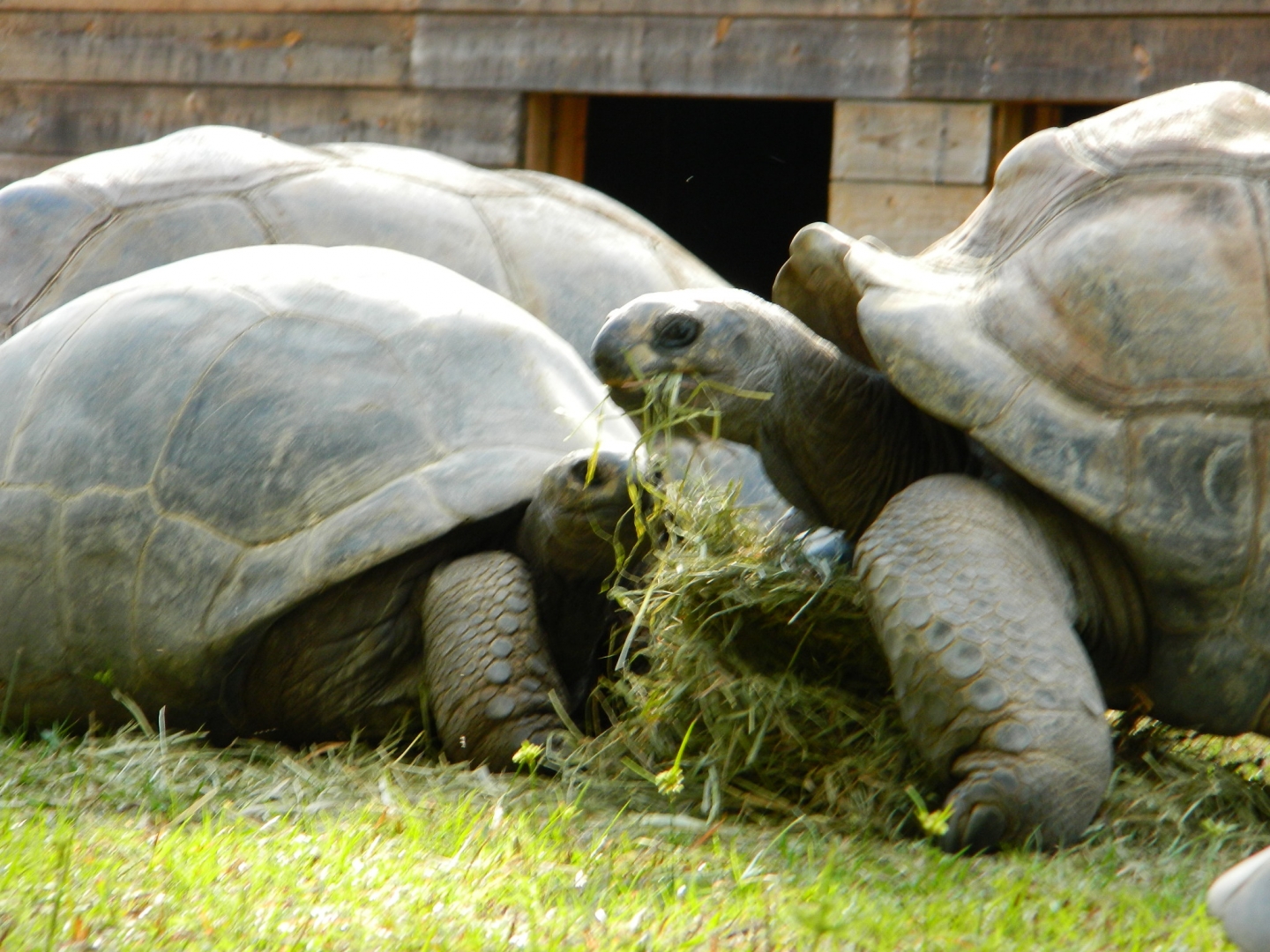 ALDABRA BREEDER