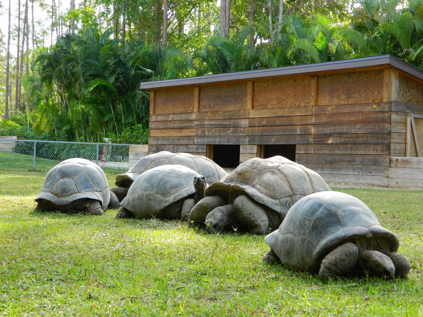 ALDABRA BREEDER